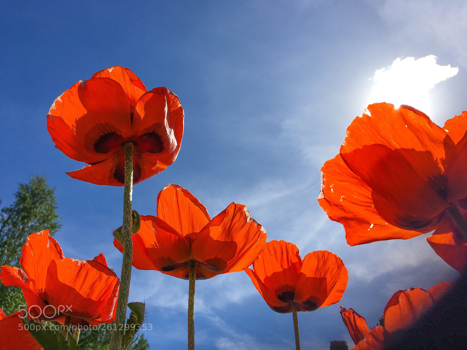 Apple iPhone 6s Plus sample photo. Poppy photography