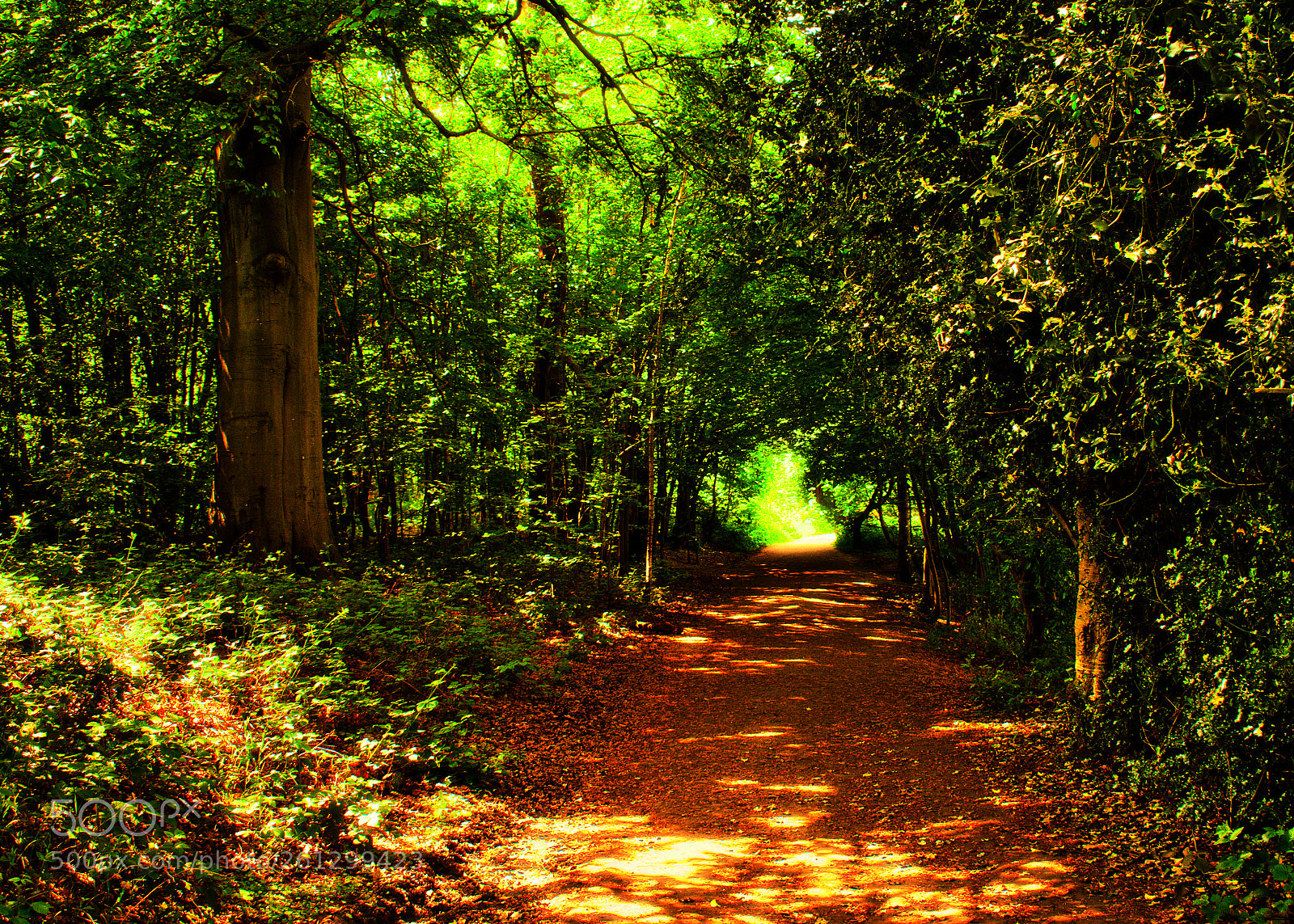 Nikon D3400 sample photo. Forest walk photography