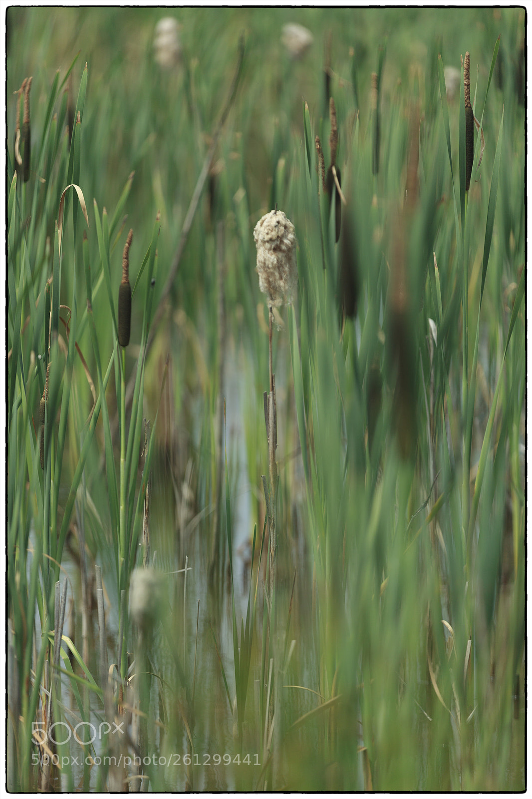 Canon EOS 5D Mark II sample photo. Towards the light photography