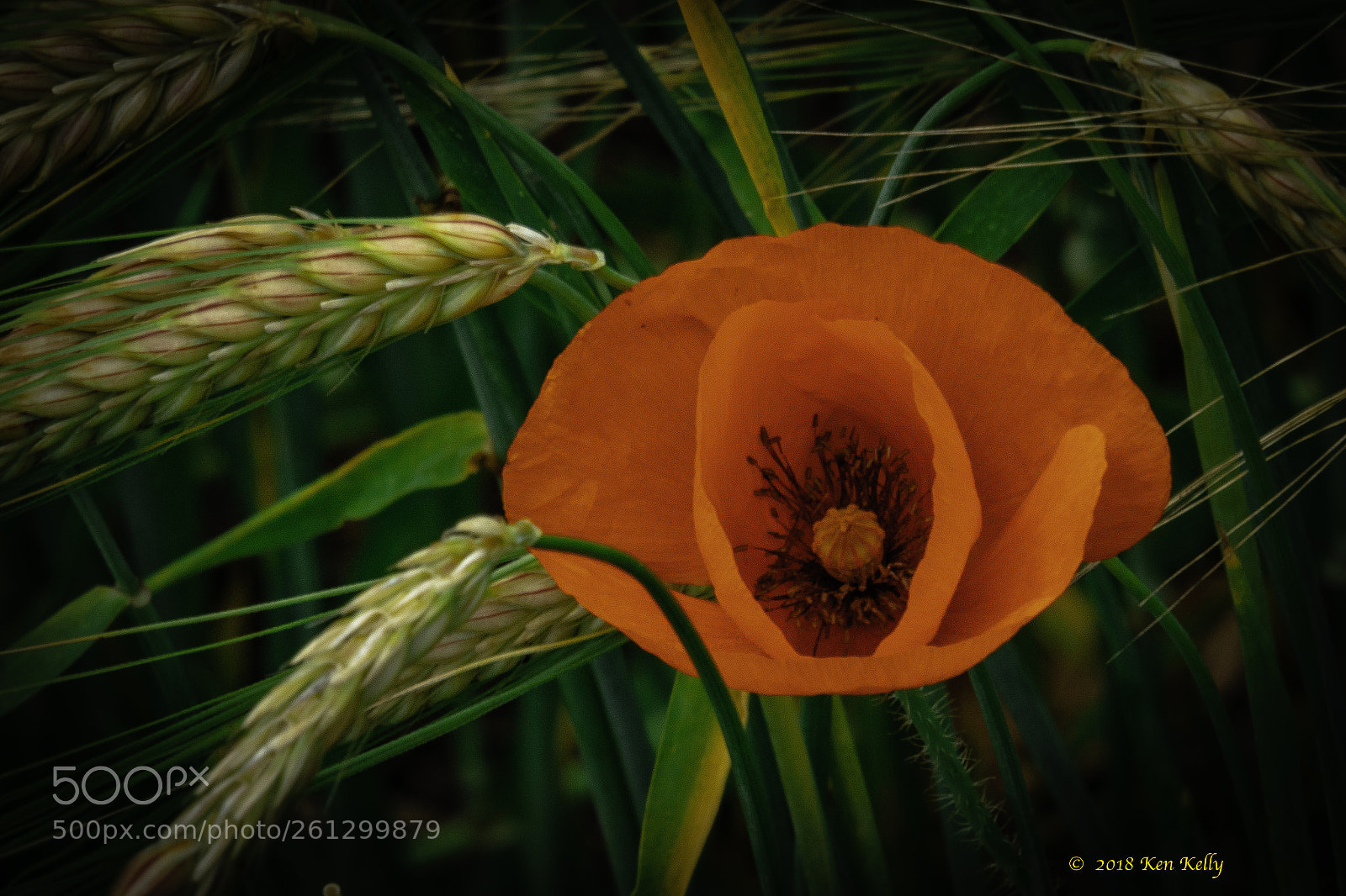 Canon EOS 7D Mark II sample photo. Poppy flower and barley photography