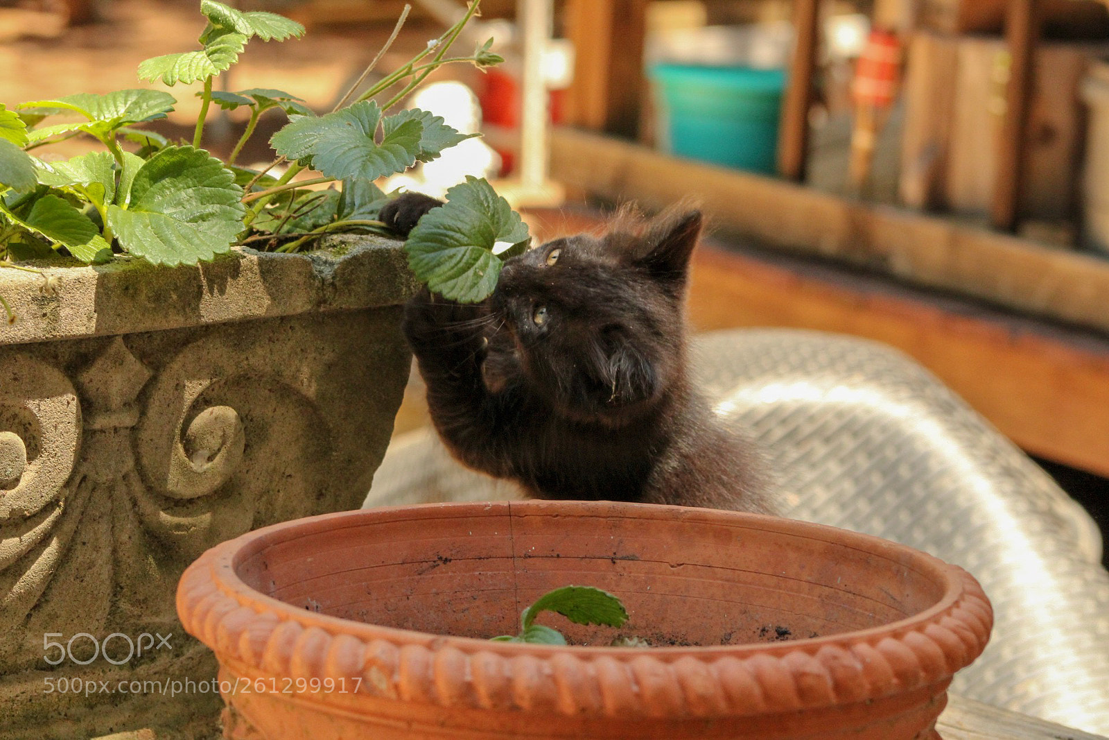 Canon EOS 1300D (EOS Rebel T6 / EOS Kiss X80) sample photo. Attack photography