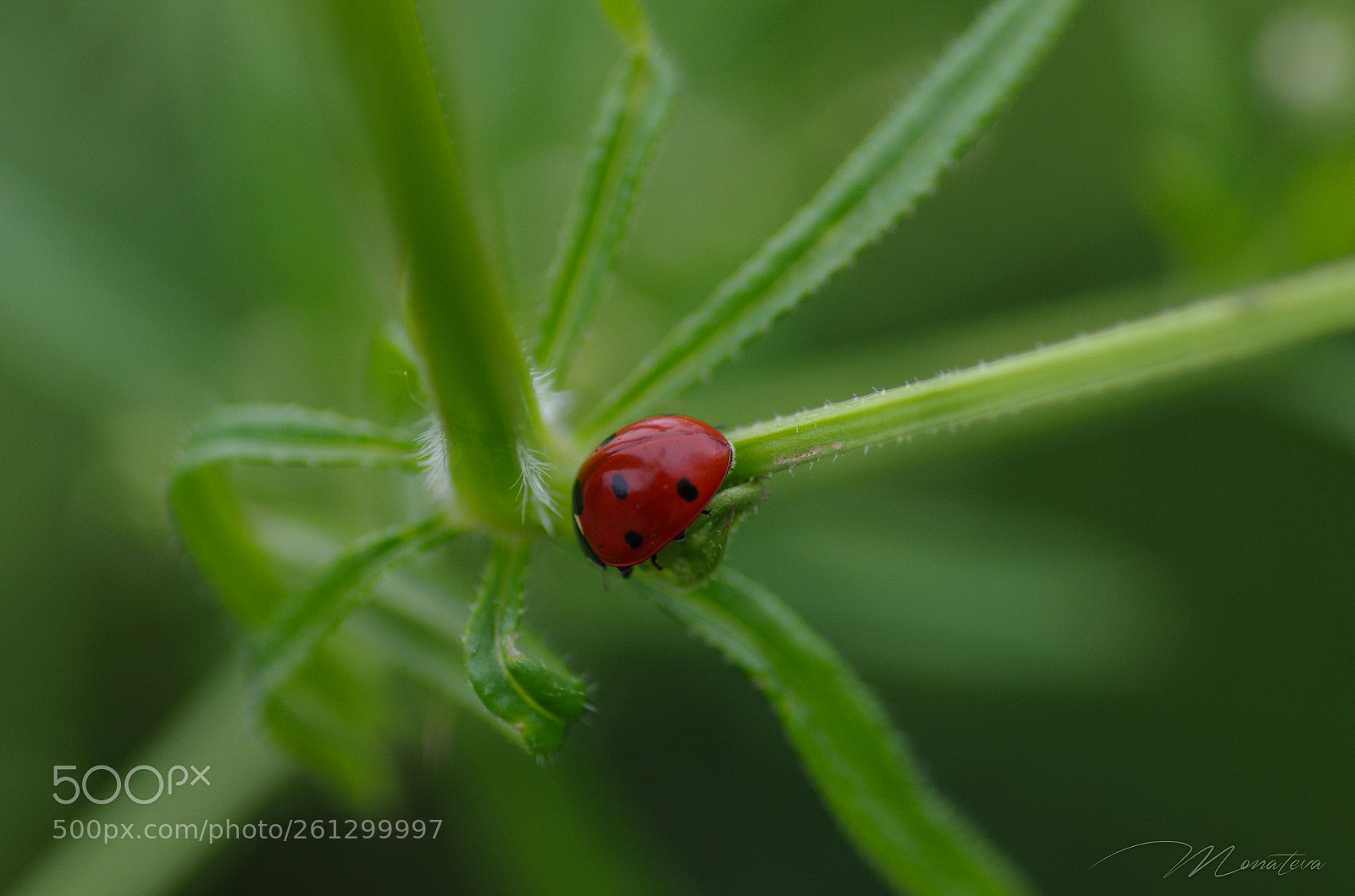 Pentax K-5 sample photo. Little ladybug in a photography