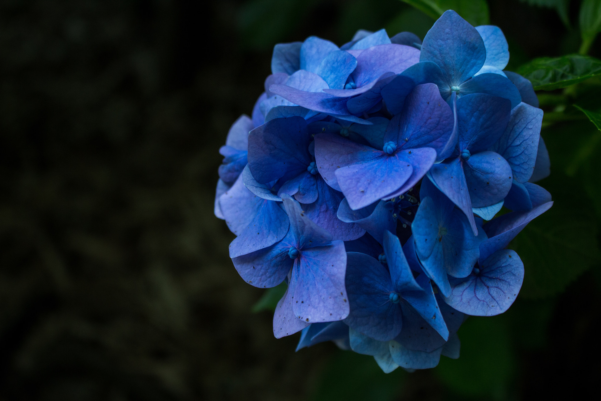 Canon EOS 100D (EOS Rebel SL1 / EOS Kiss X7) sample photo. Hydrangea in the japanese temple photography