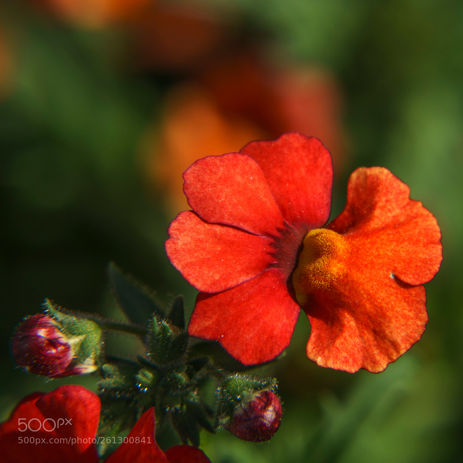 Sony a6000 sample photo. Dsc photography
