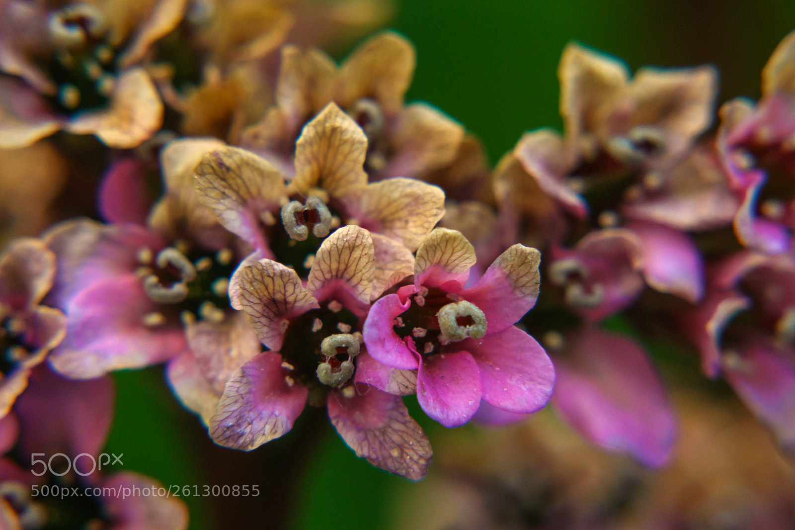 Sony a6000 sample photo. Dsc photography