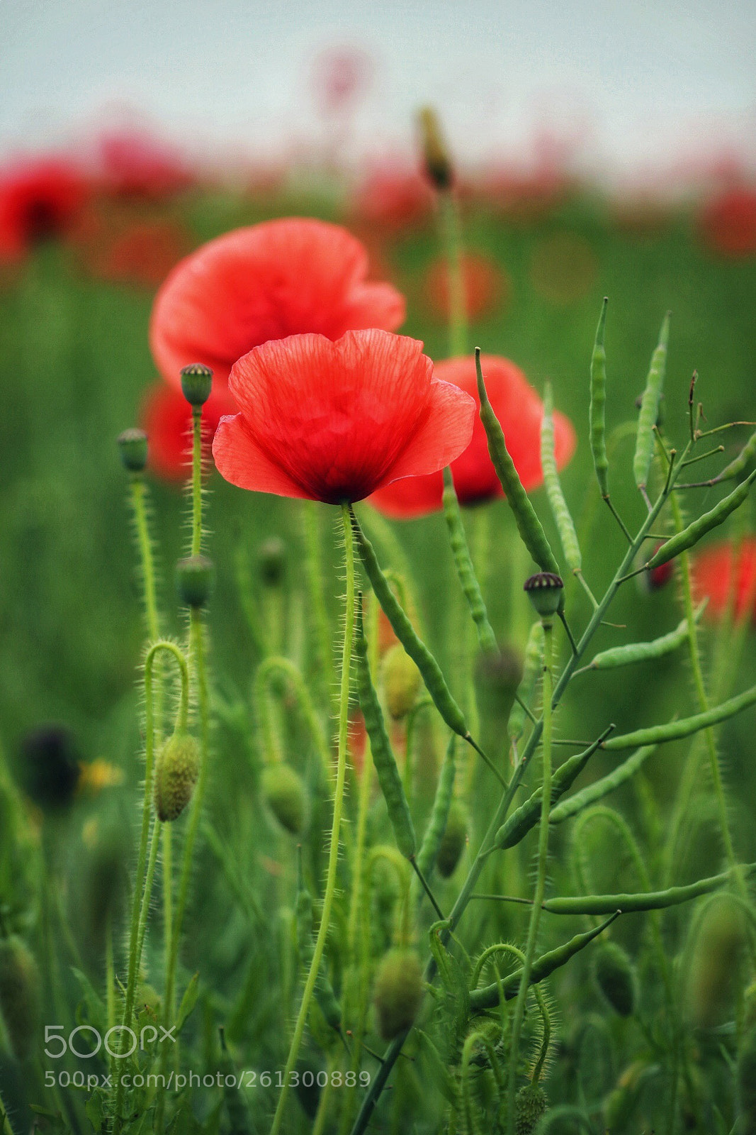 Canon EOS 80D sample photo. Poppy field photography