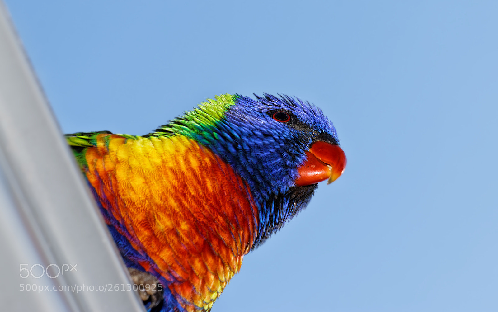 Canon EOS 80D sample photo. Lorikeet photography