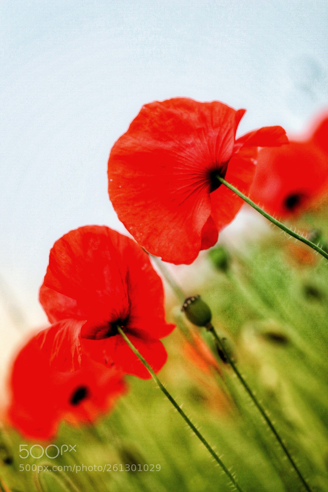 Canon EOS 80D sample photo. Red poppy photography