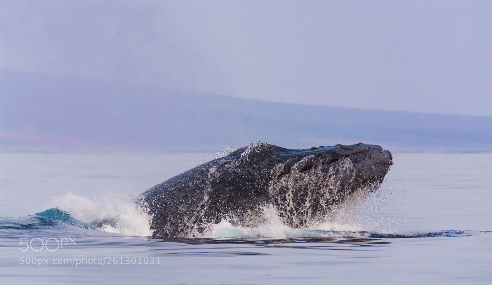 Nikon D7100 sample photo. Humpback surface photography