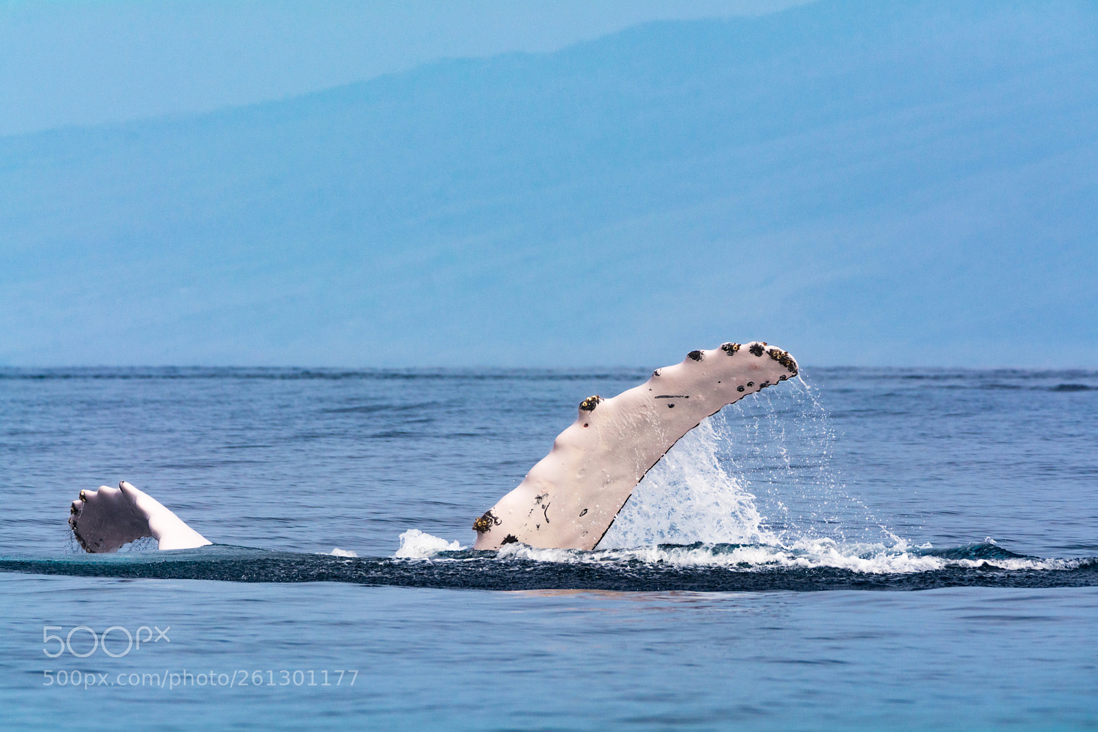 Nikon D7100 sample photo. Pectoral fin slap photography