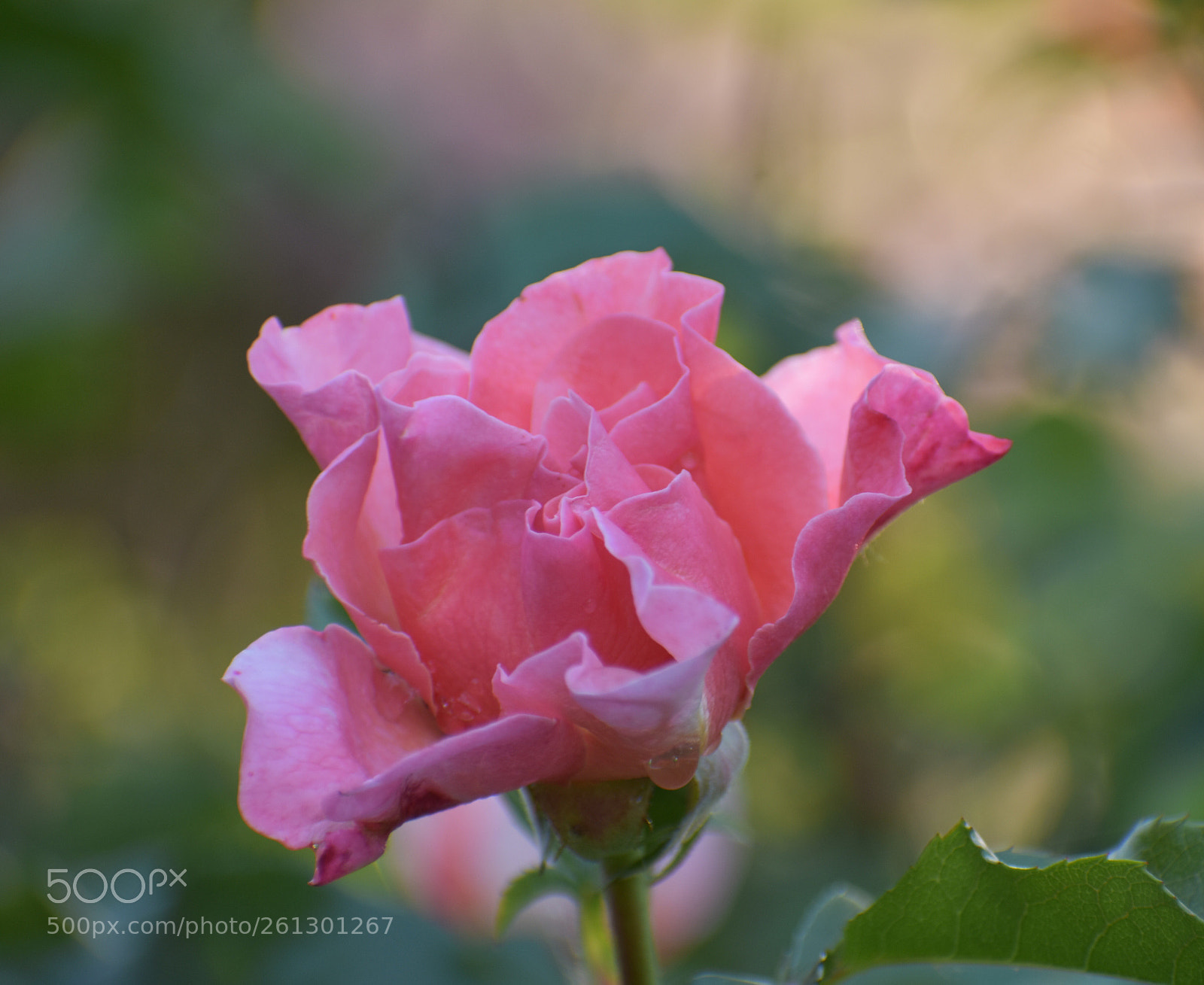 Nikon D3400 sample photo. Untitled photography