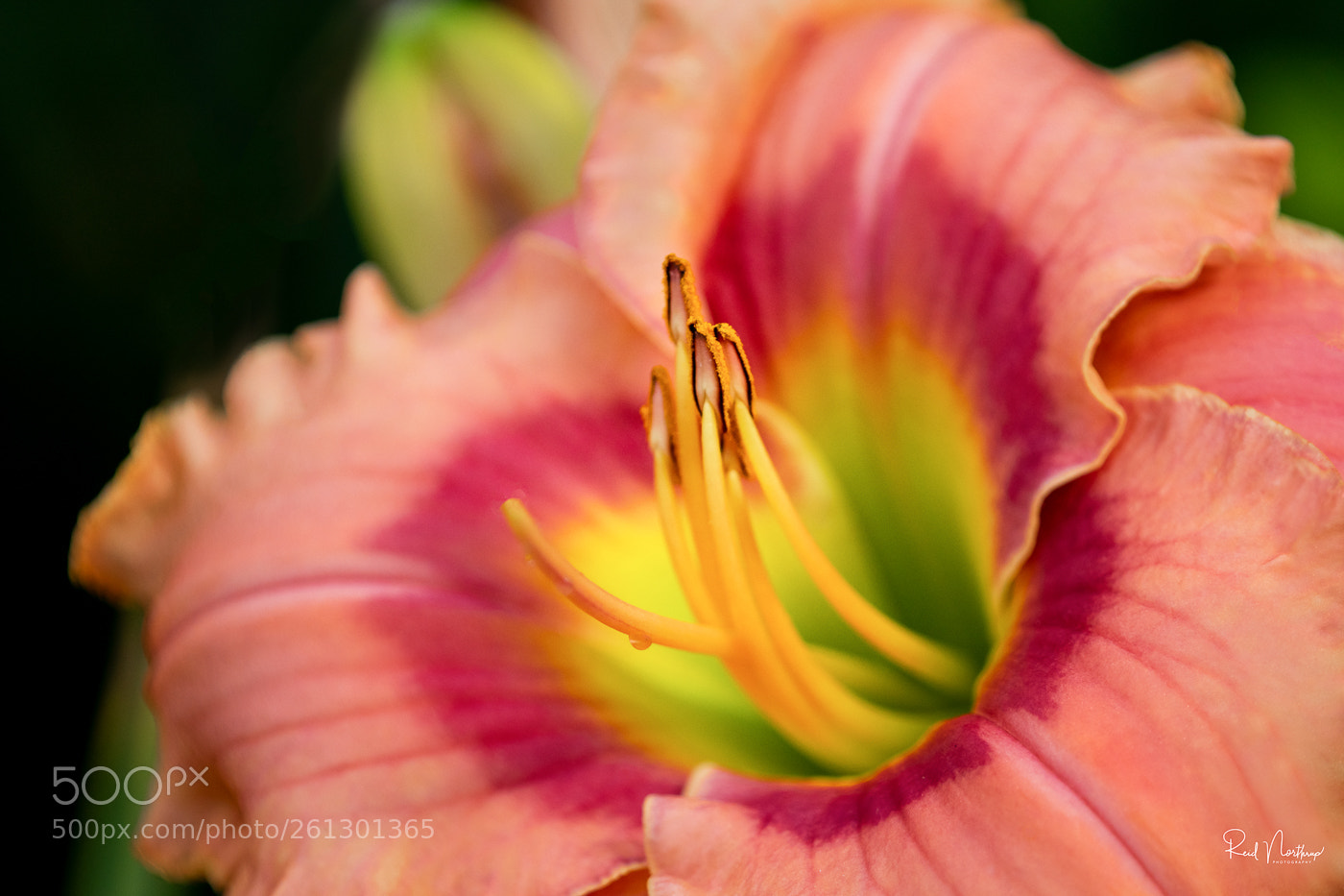 Nikon D850 sample photo. Standing at attention photography