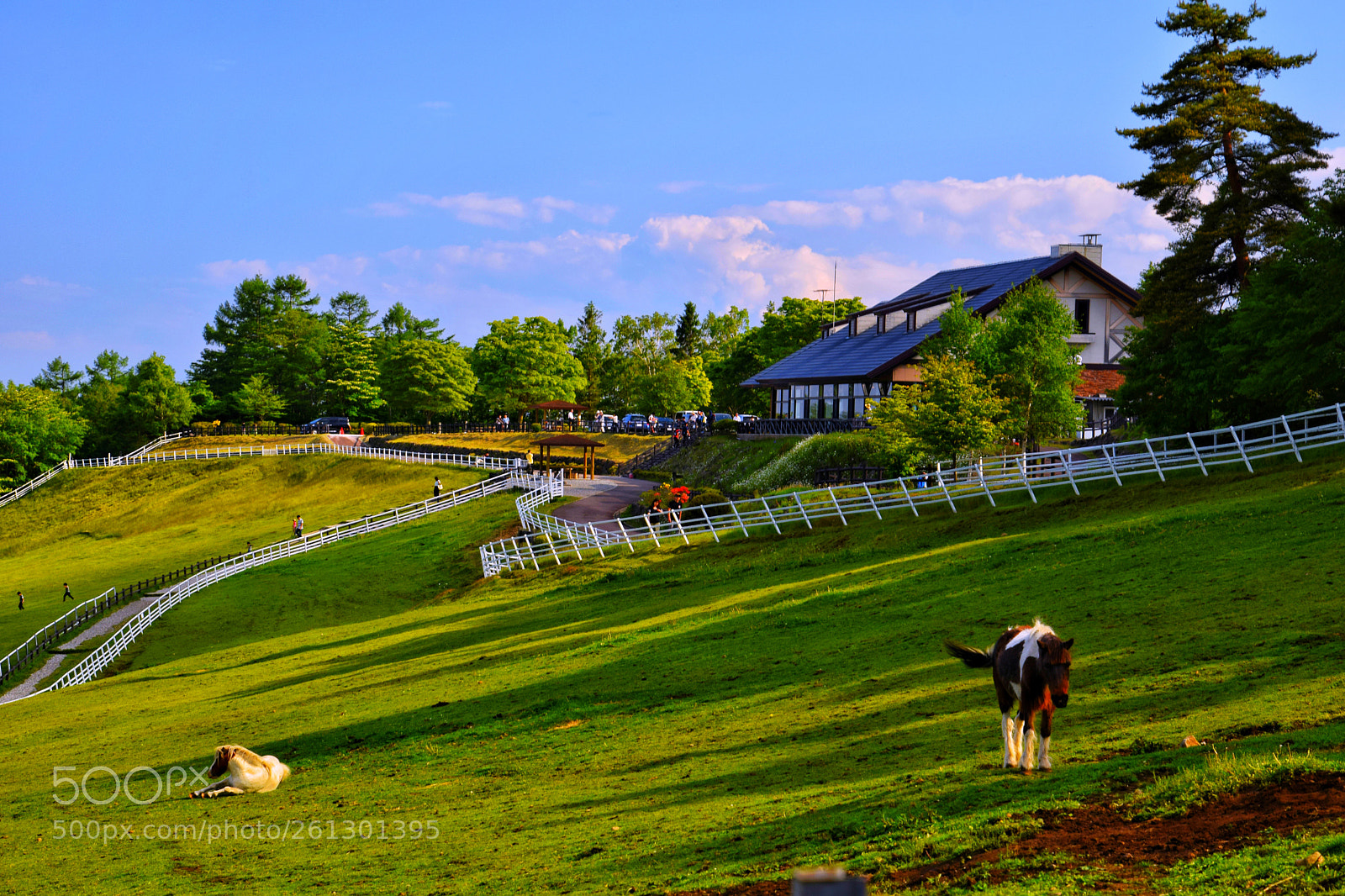 Nikon D3300 sample photo. Pasture scenery photography