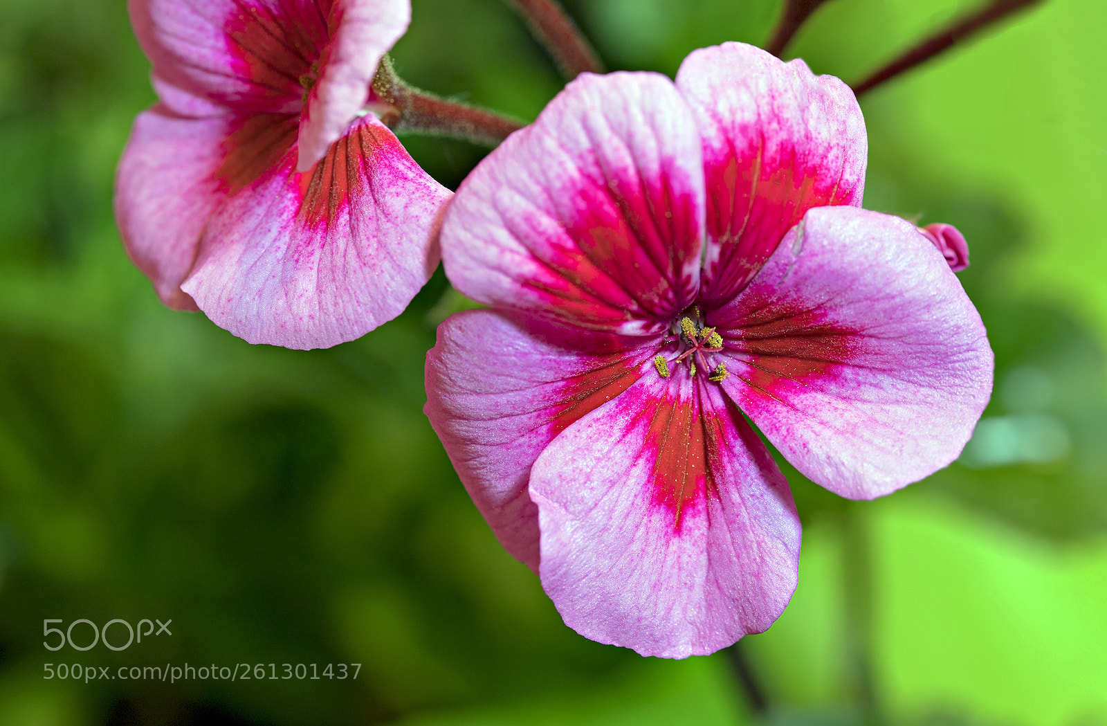 Canon EOS 6D Mark II sample photo. Ivy geranium photography