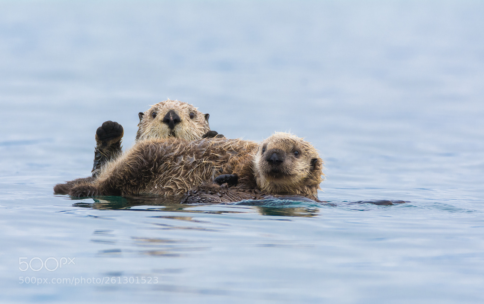 Nikon D7100 sample photo. Photogenic otters photography