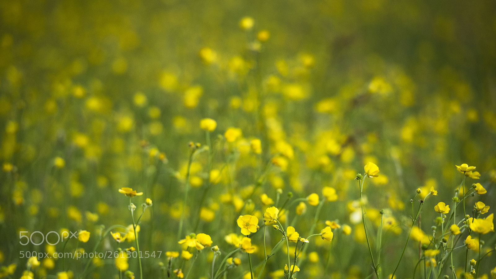 Nikon D810 sample photo. Yellow river photography
