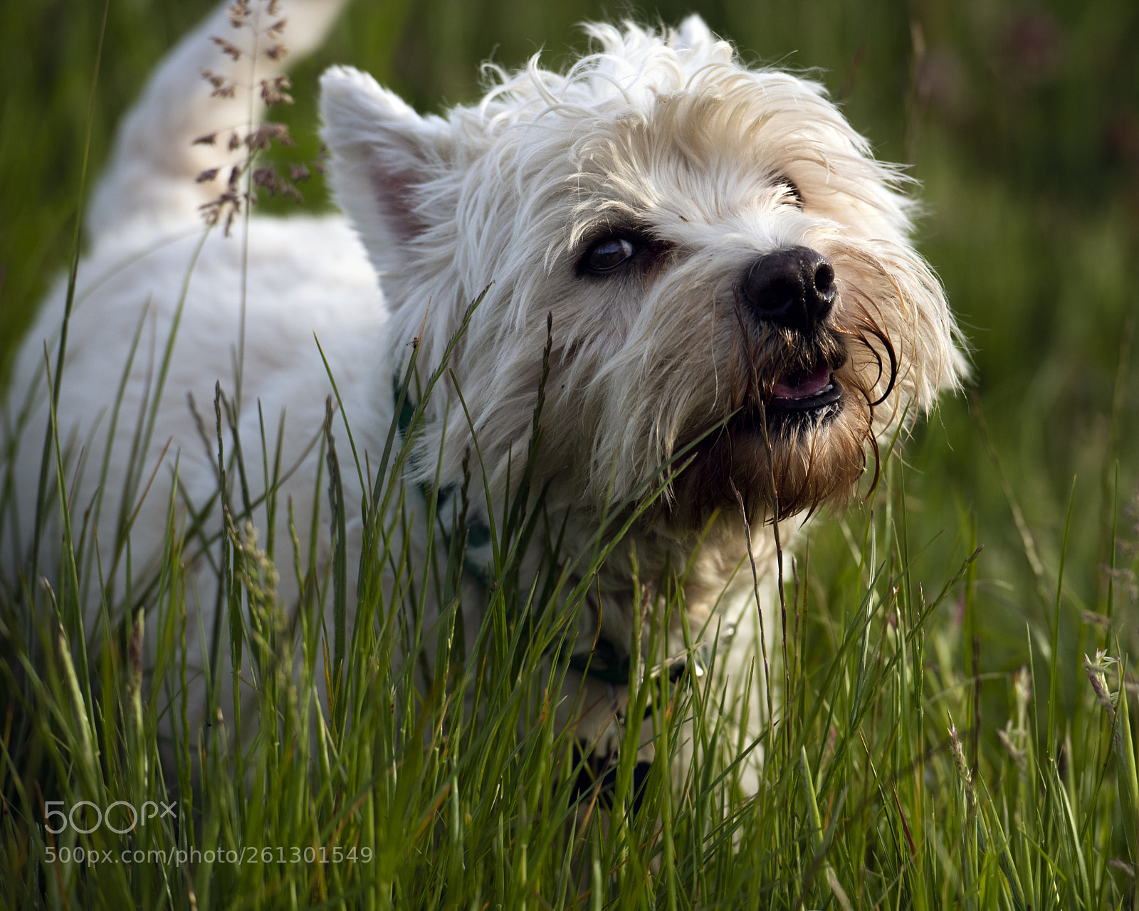 Nikon D810 sample photo. He's back! photography