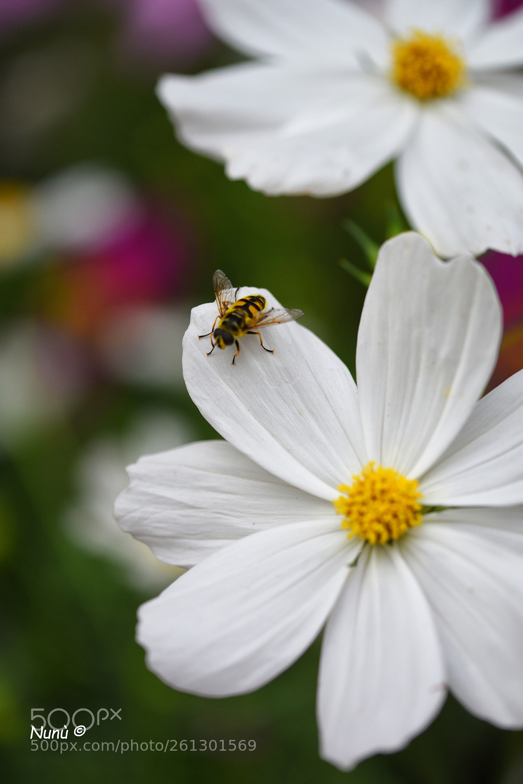Nikon D750 sample photo. Daisy photography