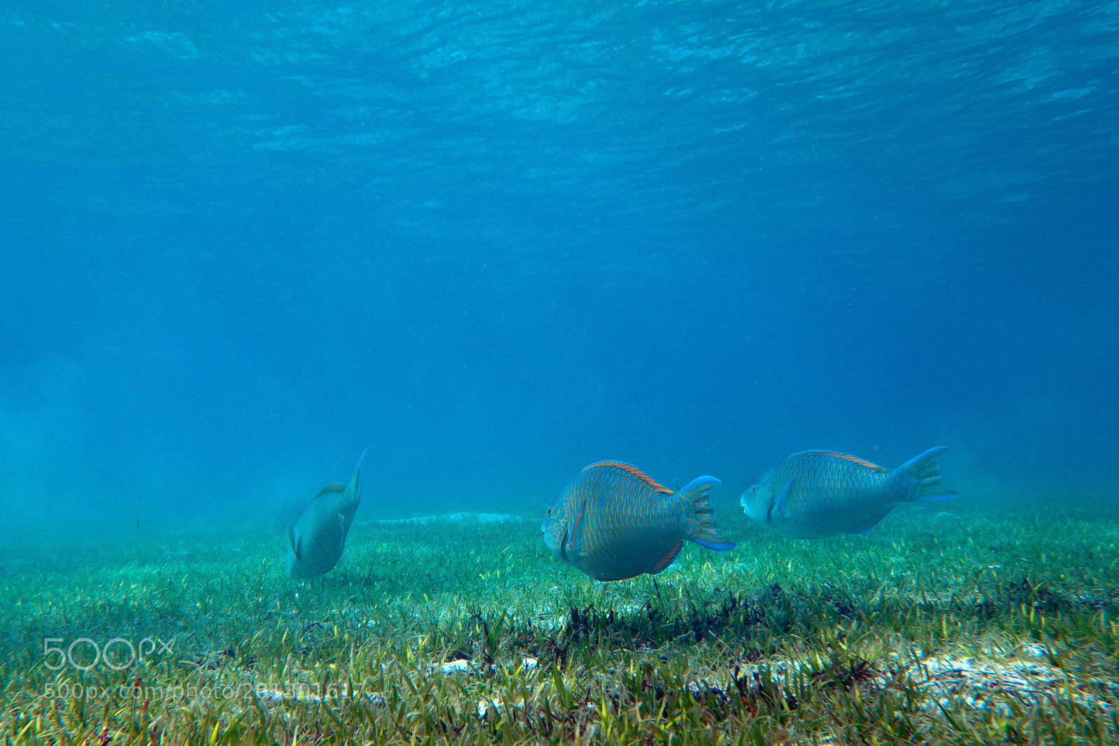 Sony Cyber-shot DSC-RX100 II sample photo. Gang of parrot fish photography