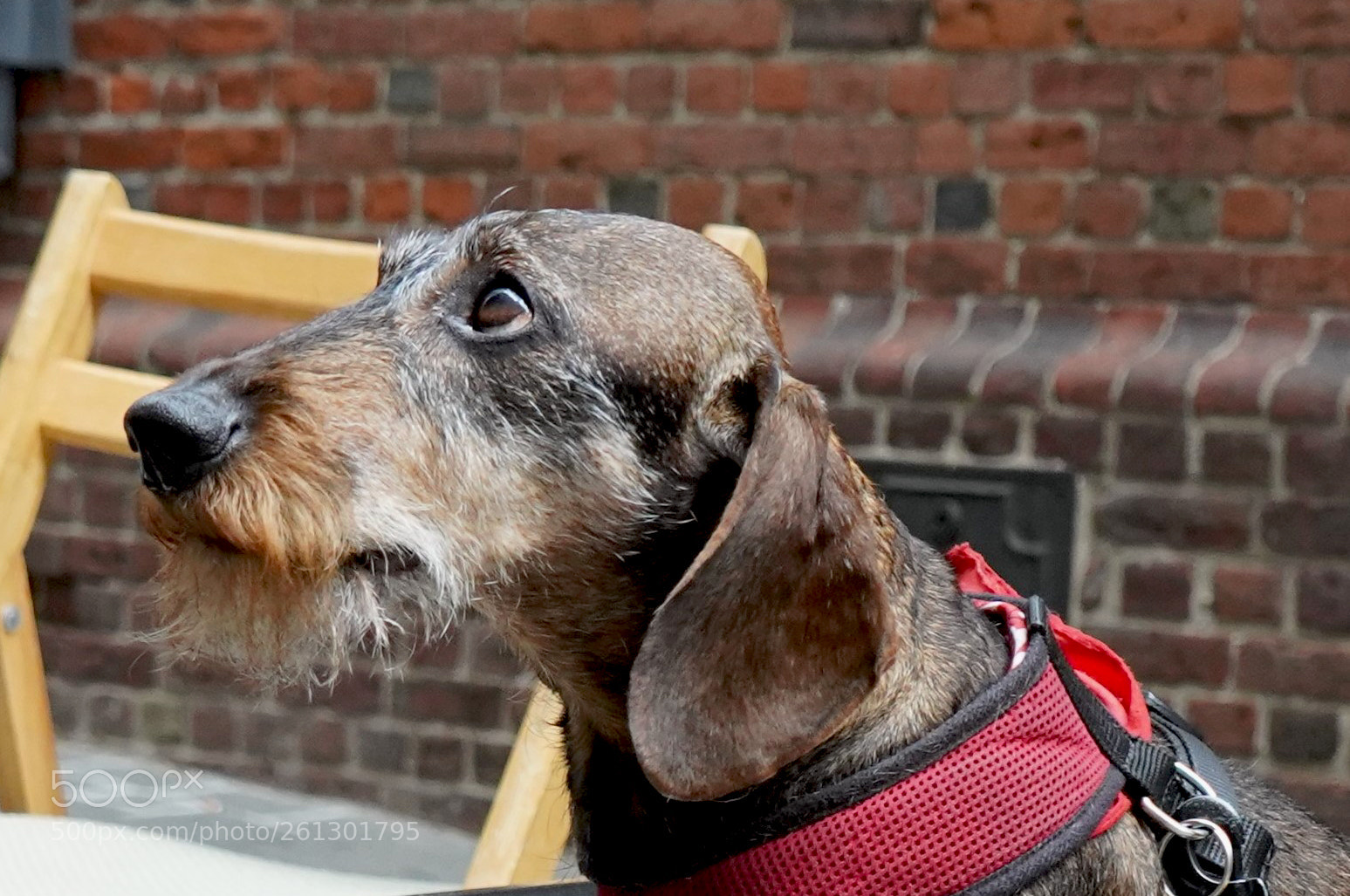 Sony a7 III sample photo. Wants attention from owner photography
