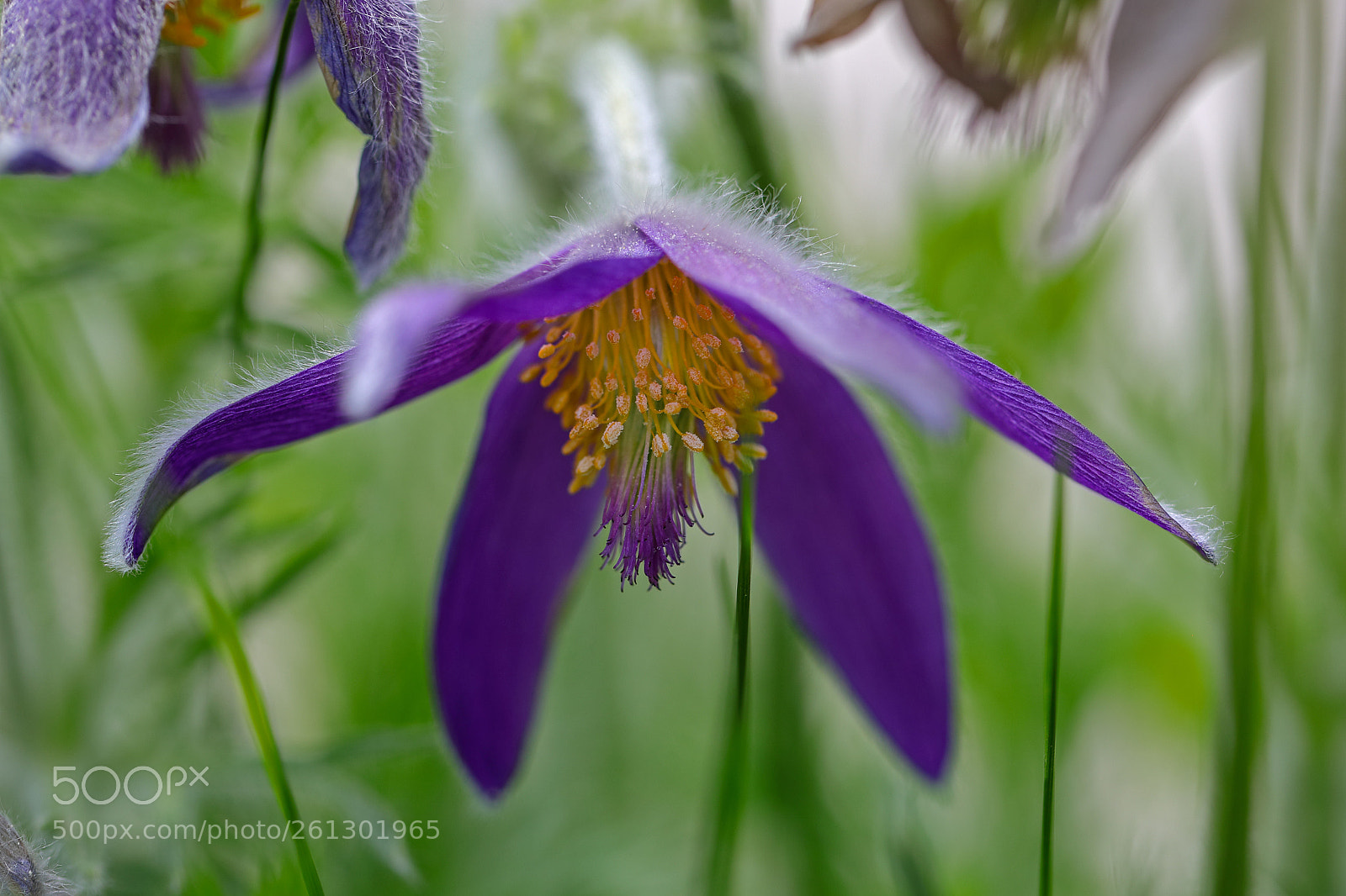 Canon EOS 5D Mark IV sample photo. Pulsatilla vulgaris (küchenschelle) photography