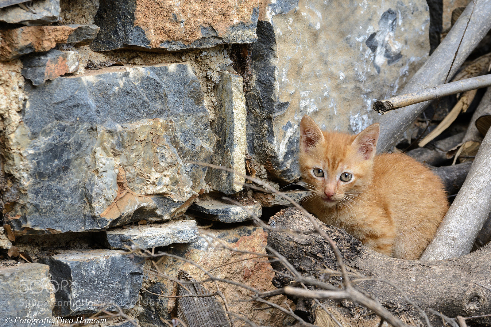 Nikon D7100 sample photo. Kitten photography