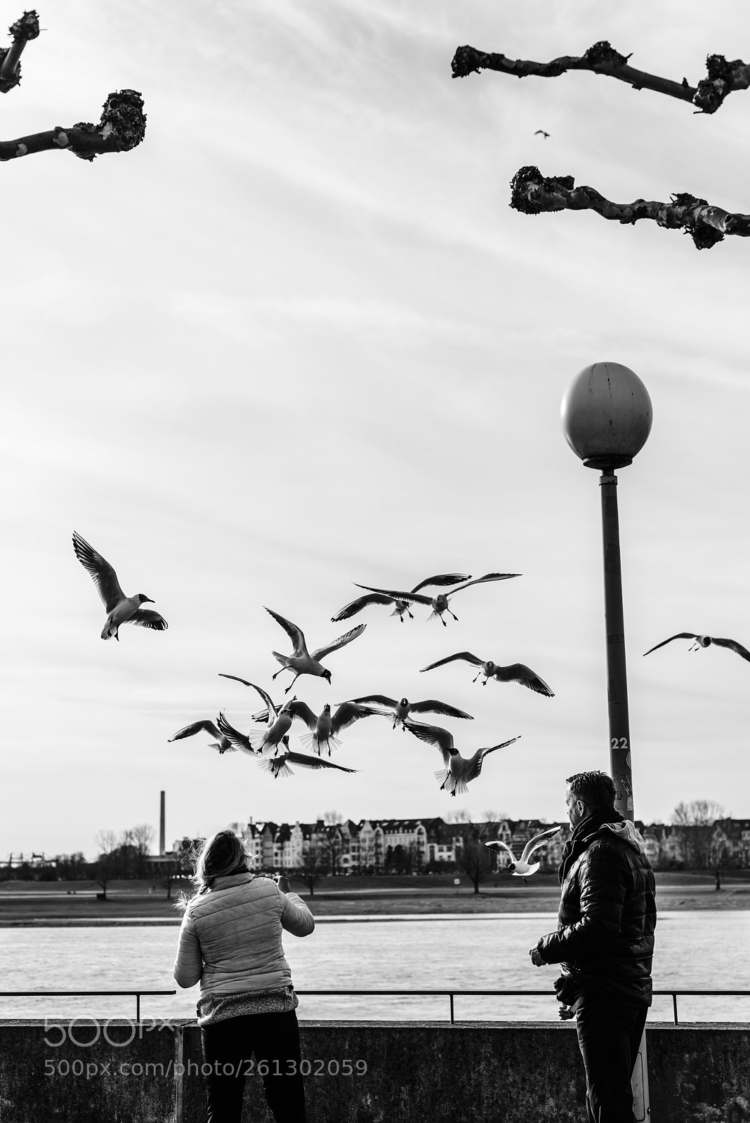 Nikon D810 sample photo. Gulls. düsseldorf, germany photography