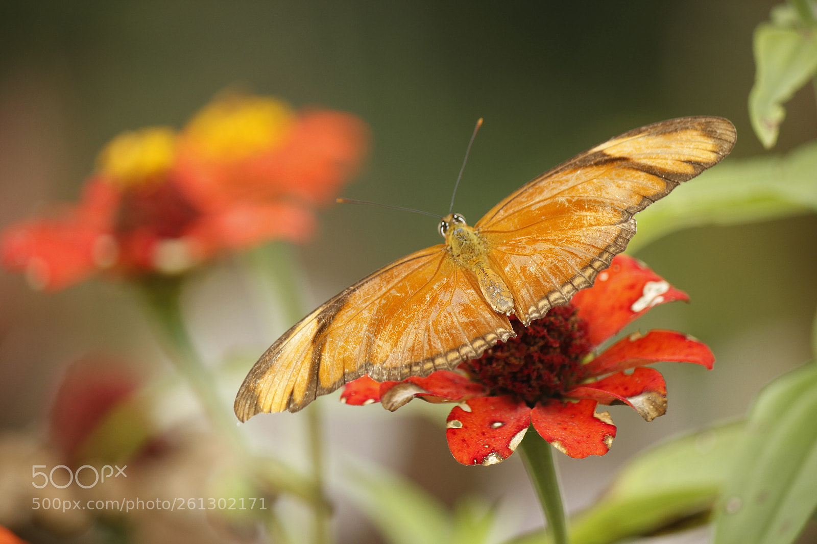 Canon EOS 600D (Rebel EOS T3i / EOS Kiss X5) sample photo. Butterfly photography