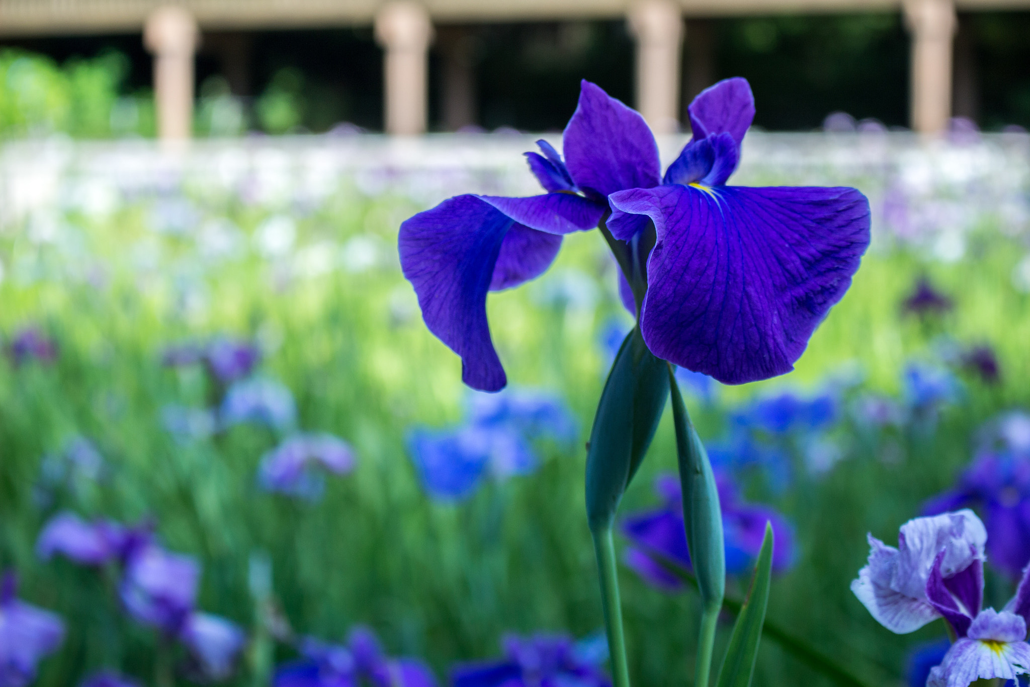 Canon EOS 100D (EOS Rebel SL1 / EOS Kiss X7) sample photo. Iris in the japanese temple photography