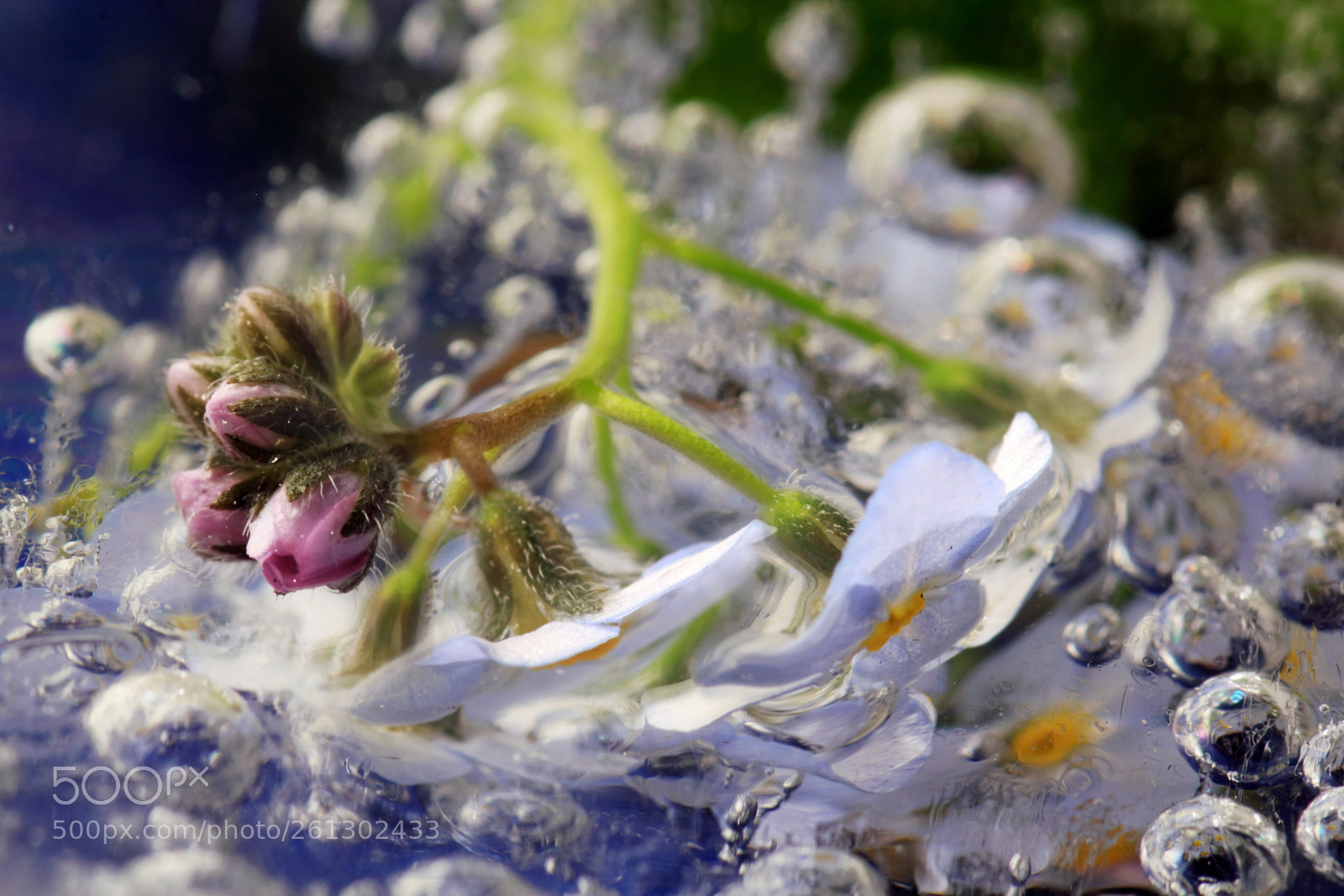 Canon EOS 550D (EOS Rebel T2i / EOS Kiss X4) sample photo. Myosotis in the ice photography