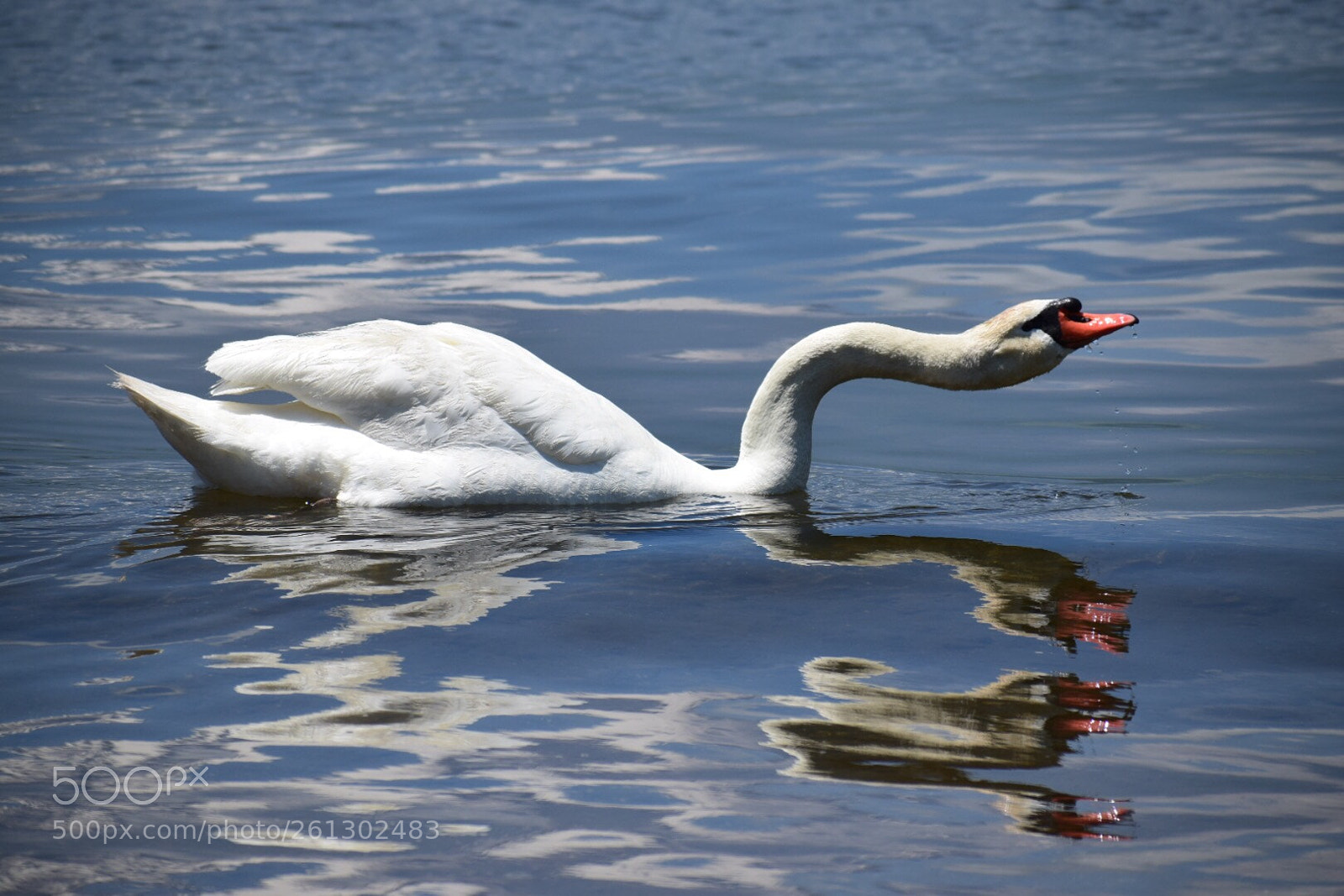 Nikon D5300 sample photo. Swan photography