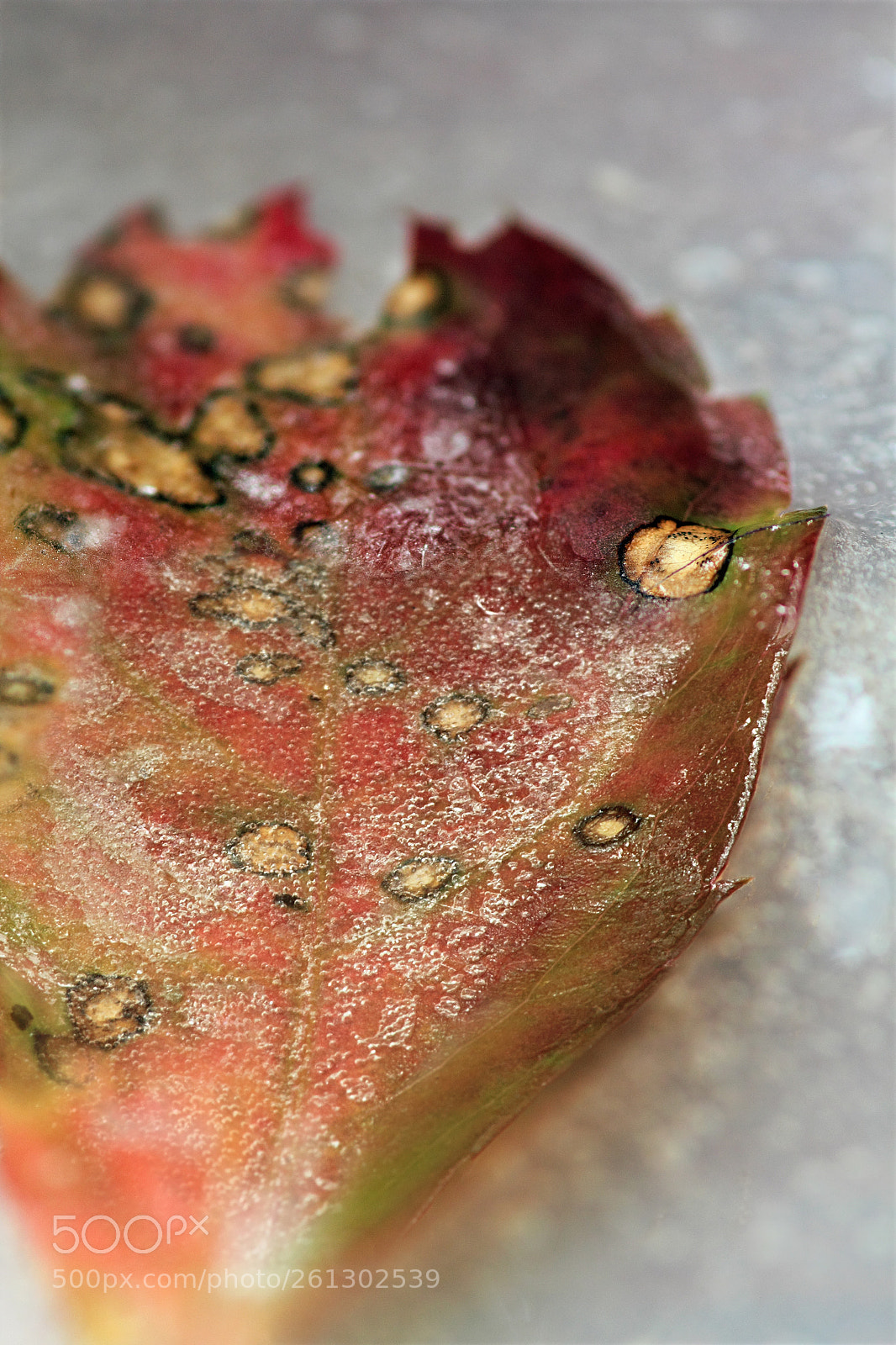 Canon EOS 550D (EOS Rebel T2i / EOS Kiss X4) sample photo. Acer in the ice photography