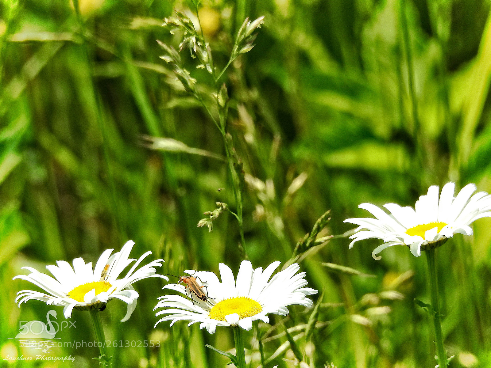 Nikon Coolpix P900 sample photo. Wildflowers photography