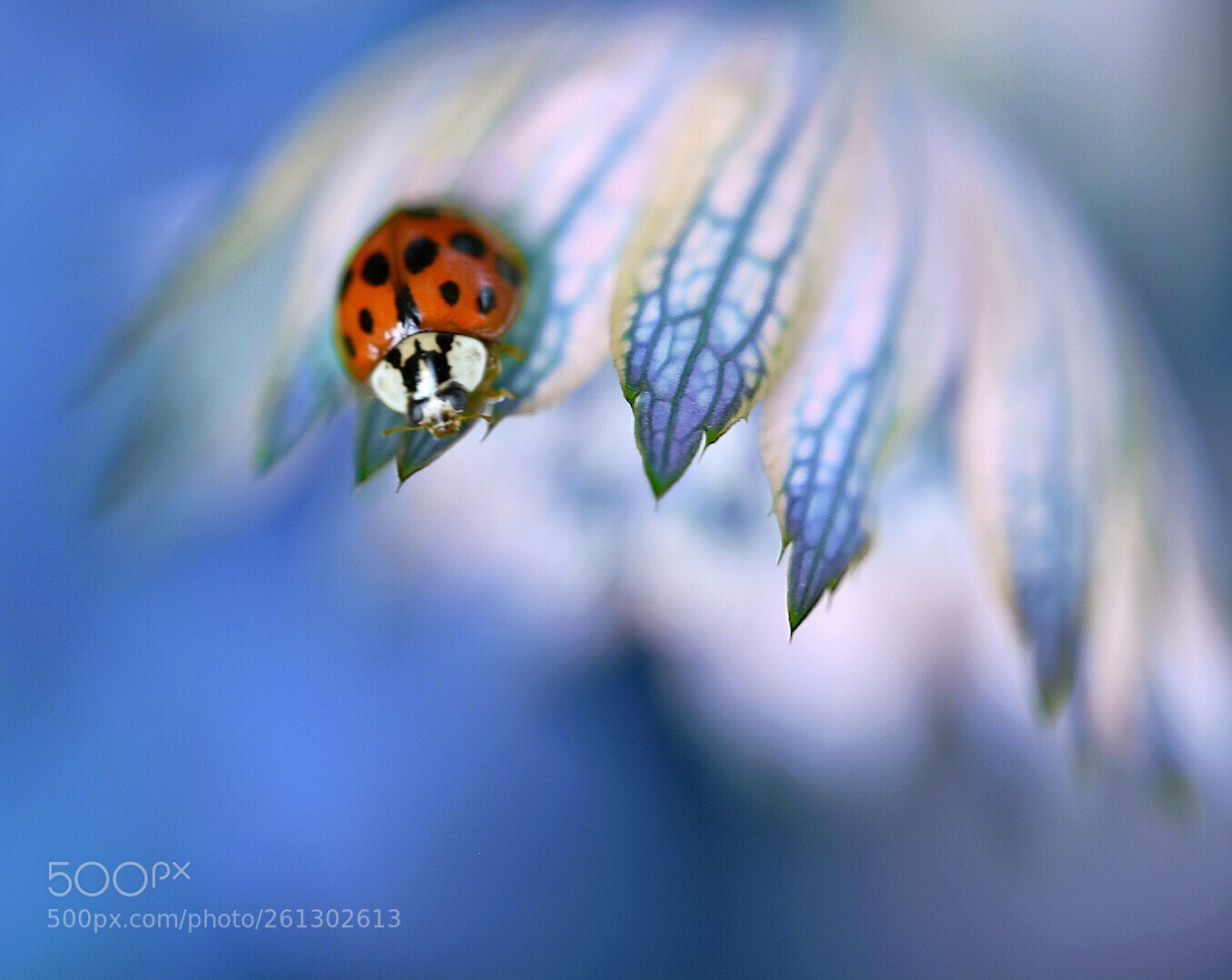 Nikon D5600 sample photo. Floral umbrella  photography