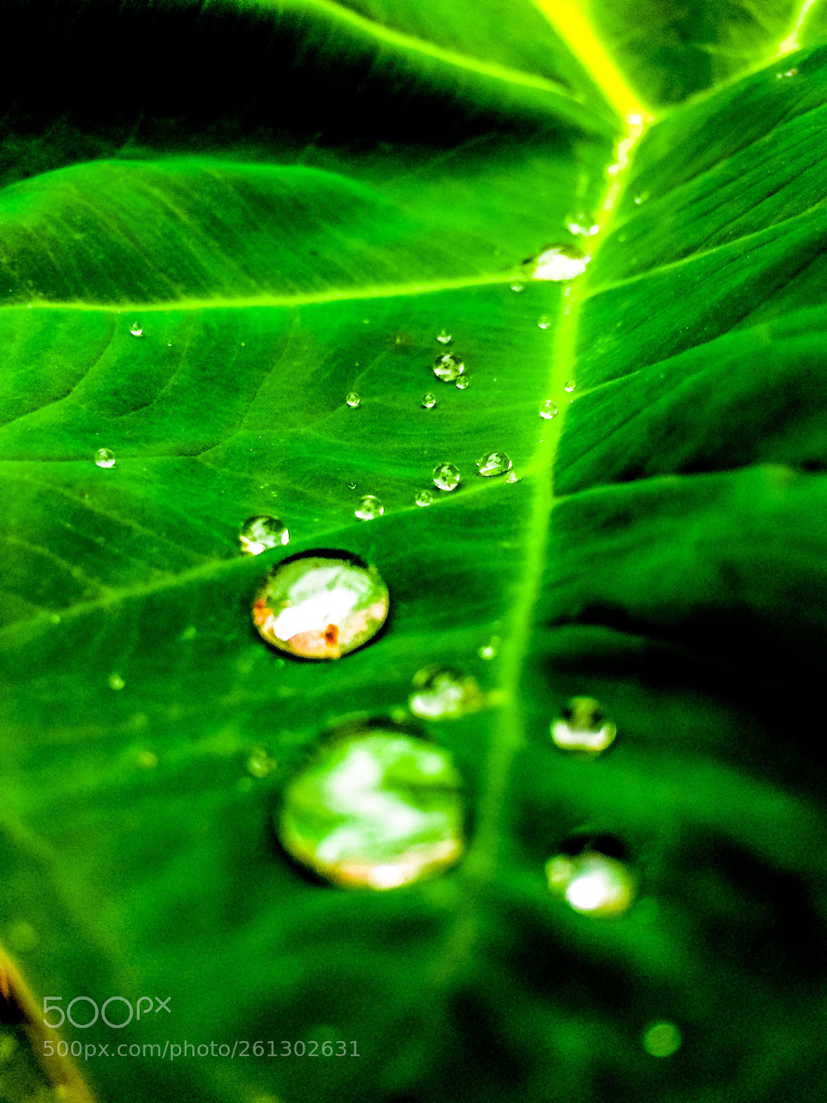 Apple iPhone 5s sample photo. Droplets  photography