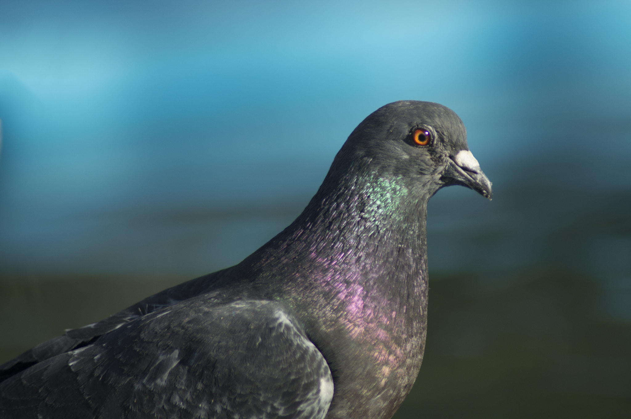 Sony SLT-A57 sample photo. Bird 🐦 photography