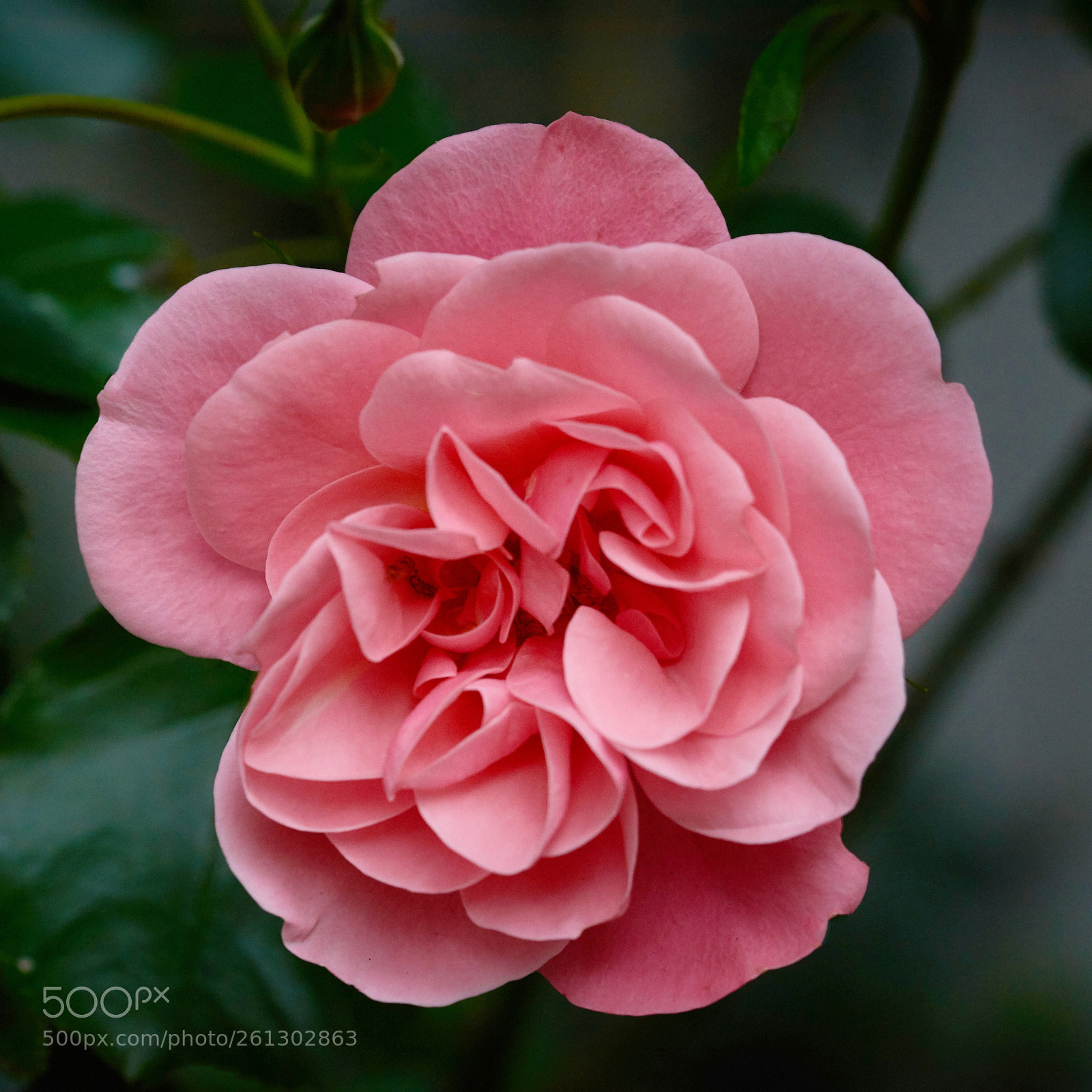 Nikon D7200 sample photo. Rose photography