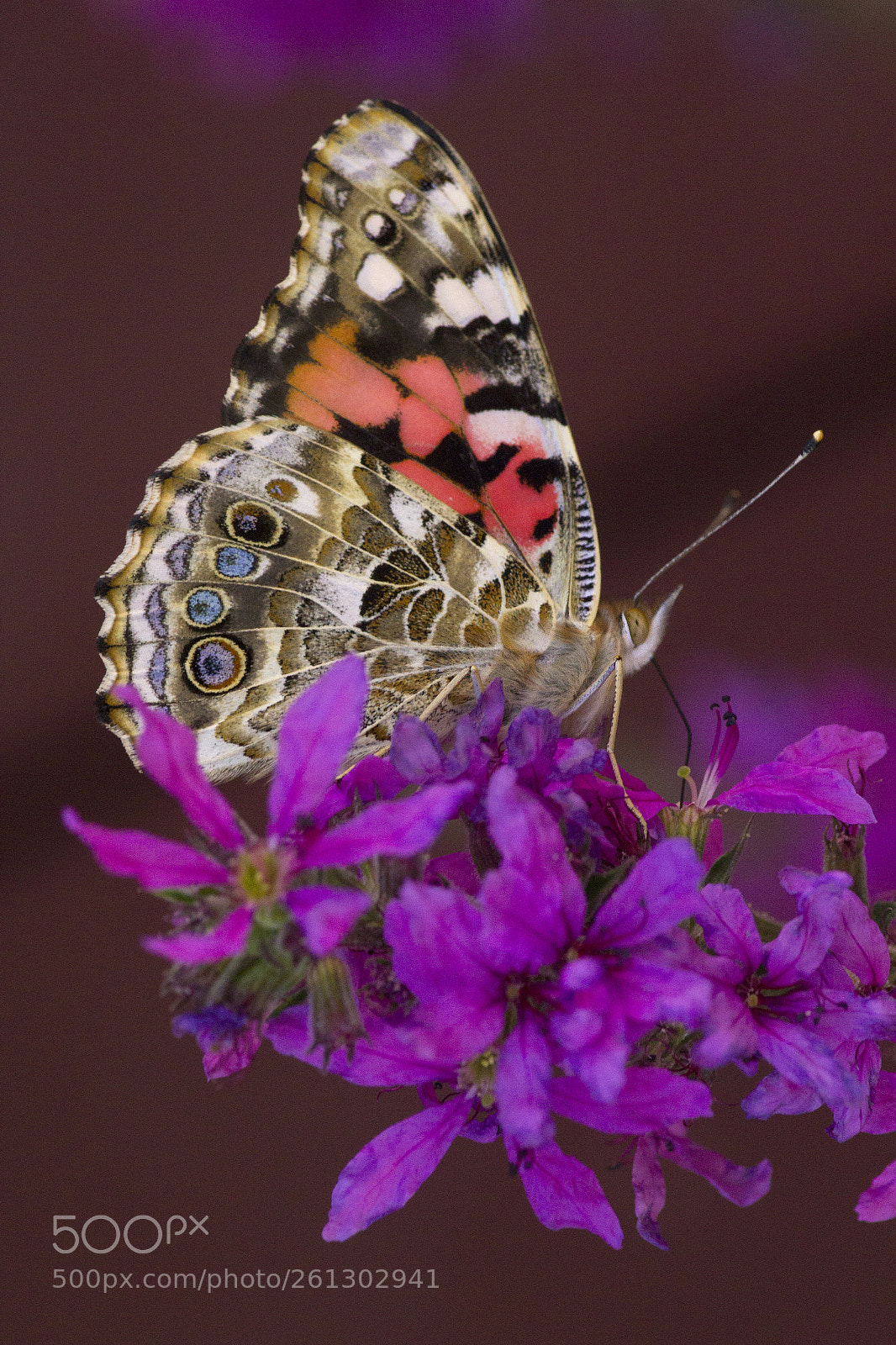 Canon EOS 550D (EOS Rebel T2i / EOS Kiss X4) sample photo. Belle de jour (butterfly) photography