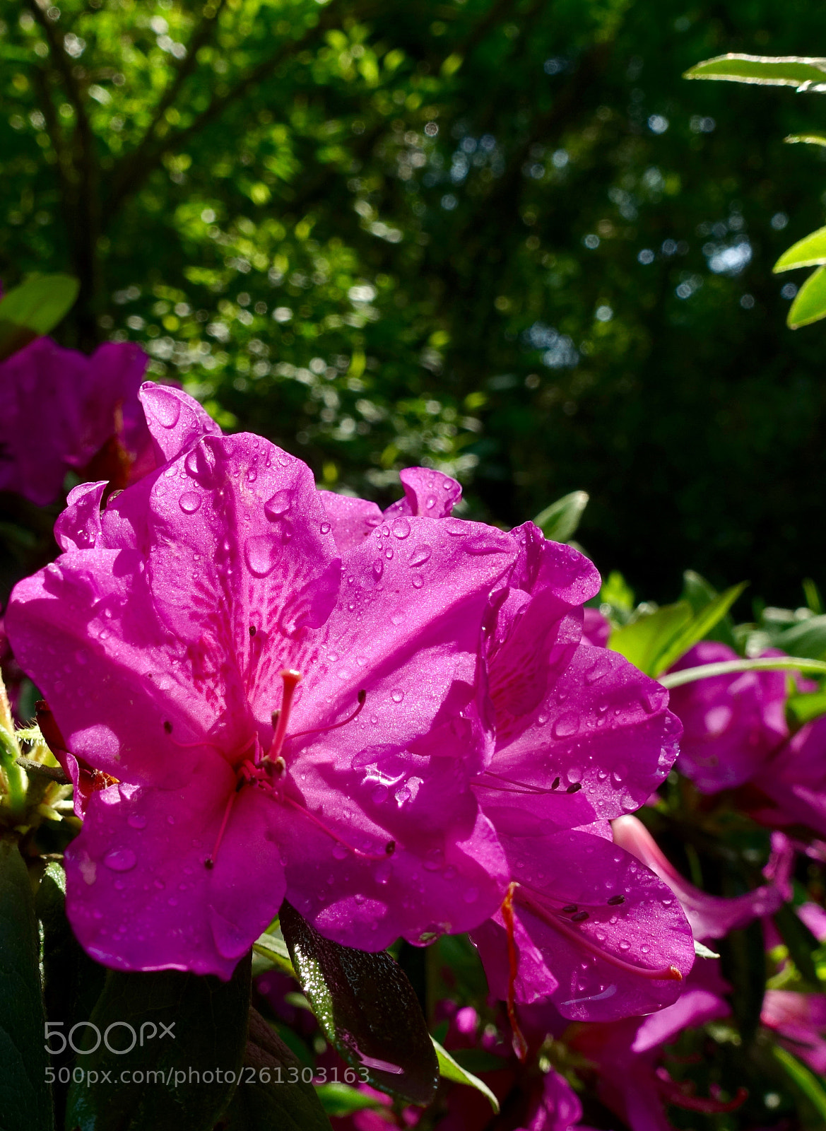 Sony Cyber-shot DSC-RX100 III sample photo. Org-flower photography