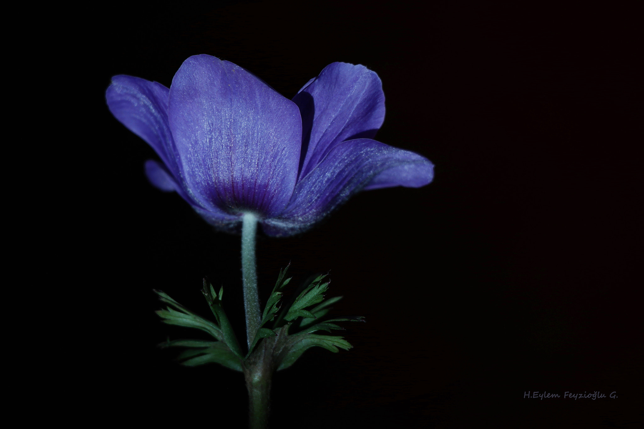 Samsung NX2000 sample photo. Anemone photography