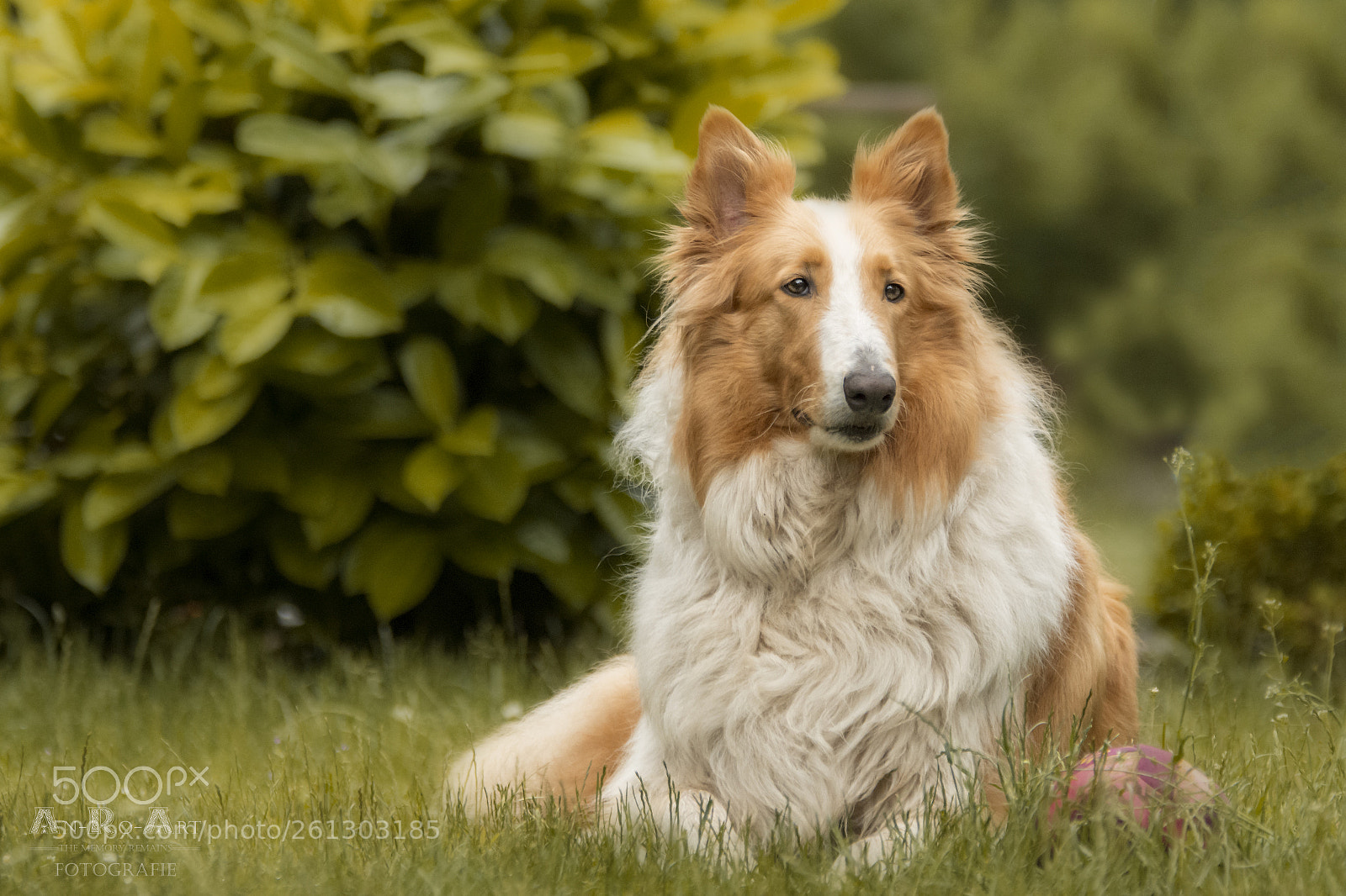 Nikon D7200 sample photo. Balou the bear photography