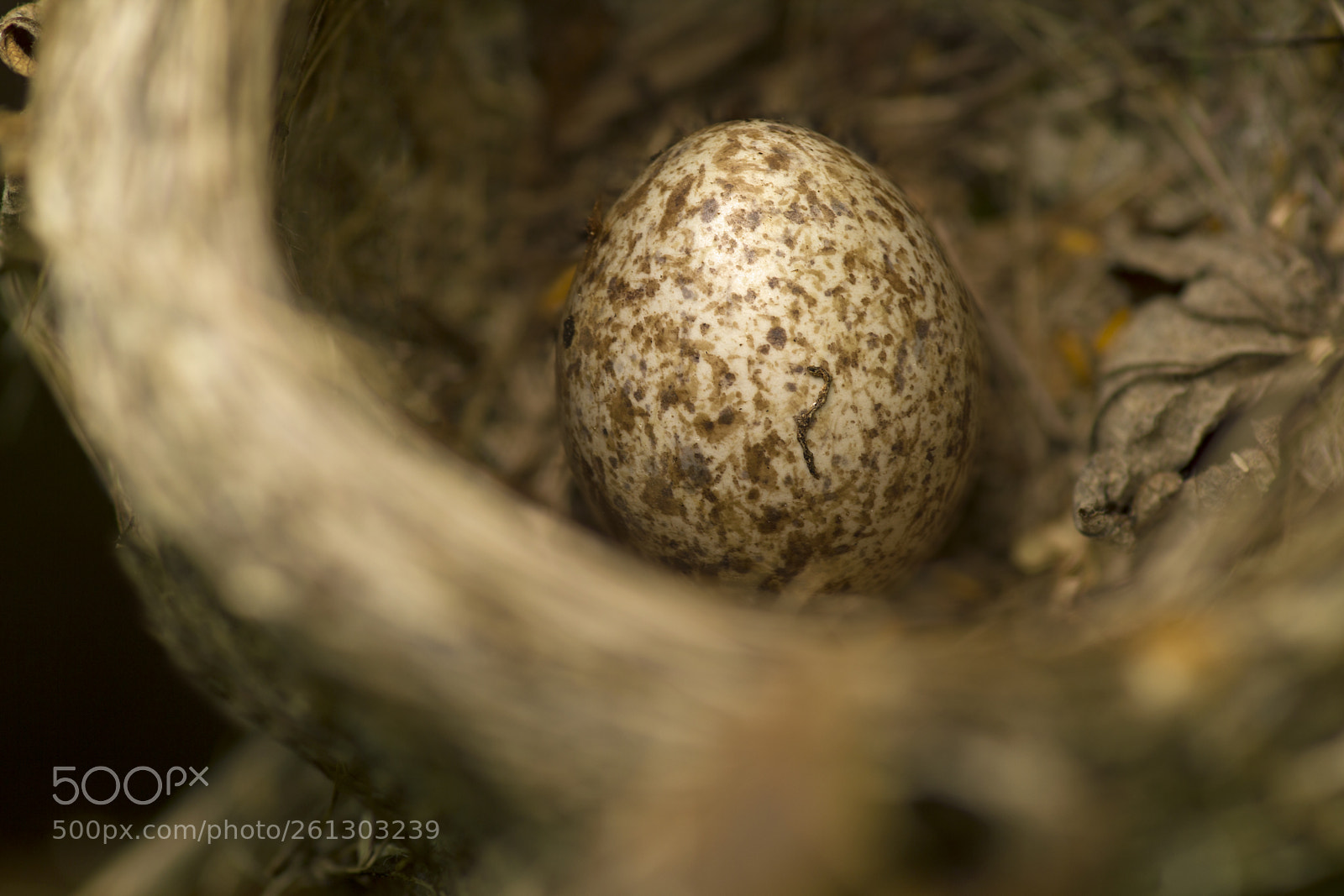 Canon EOS 550D (EOS Rebel T2i / EOS Kiss X4) sample photo. Abandoned nest photography