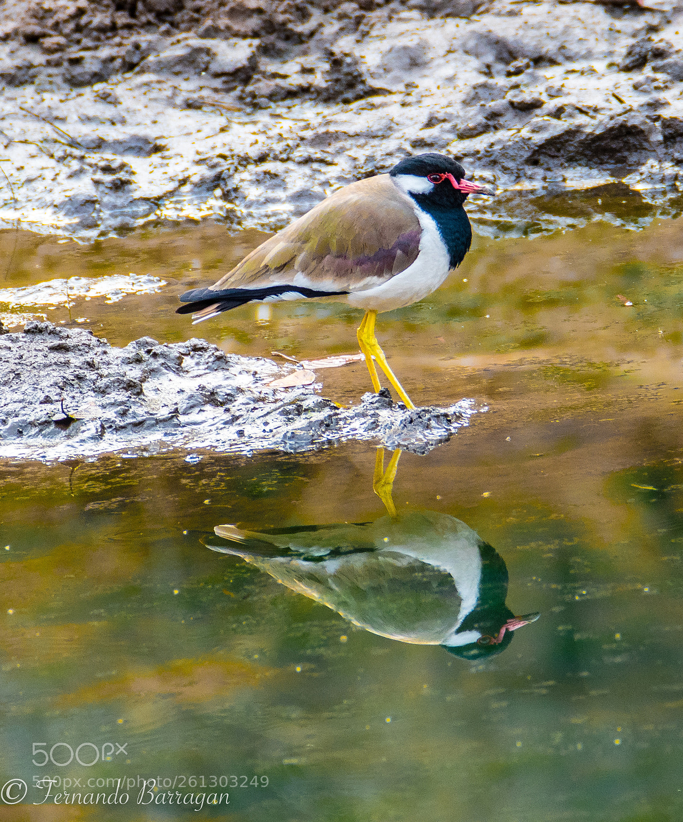 Nikon D500 sample photo. Pajaro indio photography