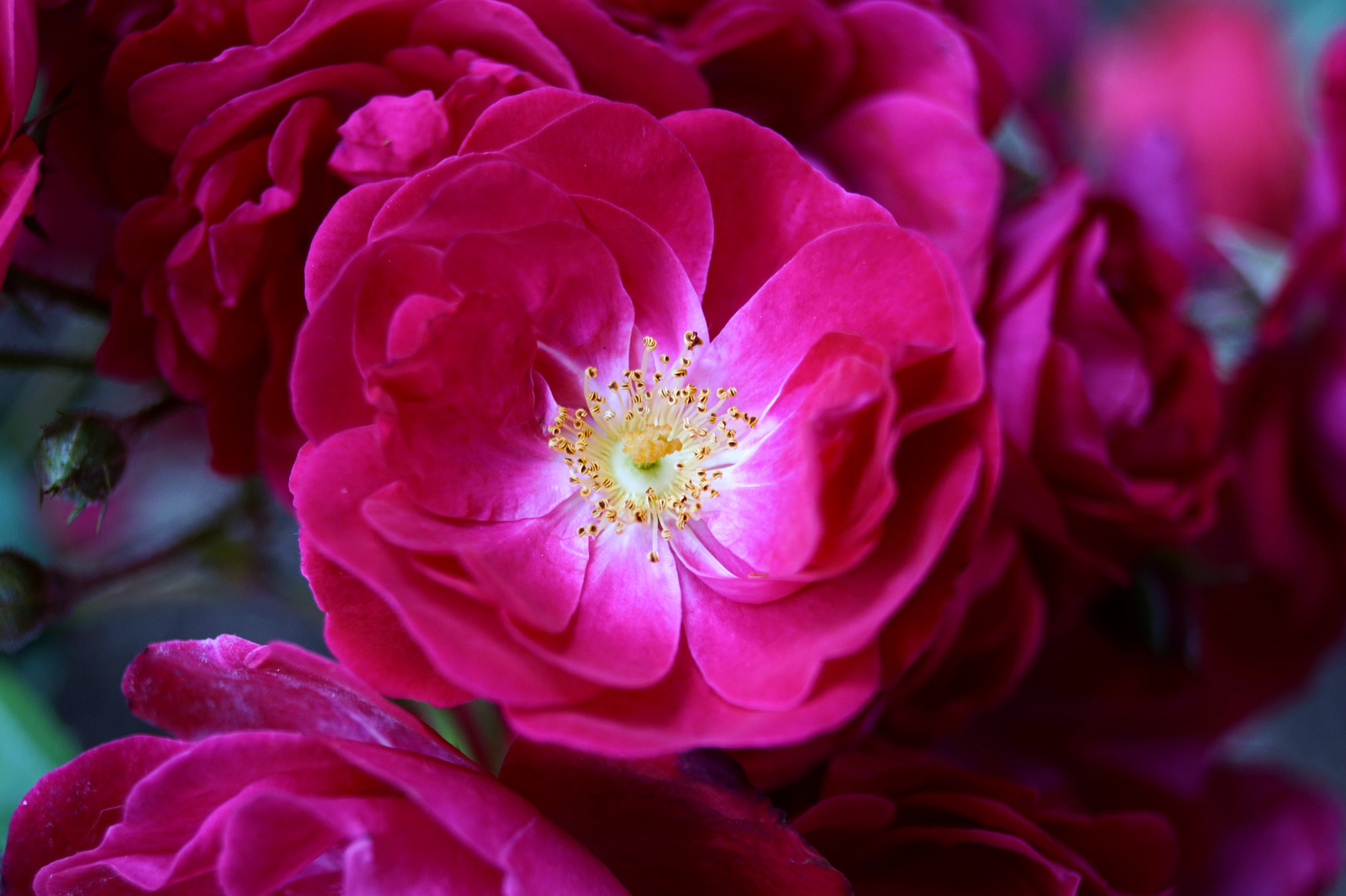 Sony SLT-A68 sample photo. For a smile photography