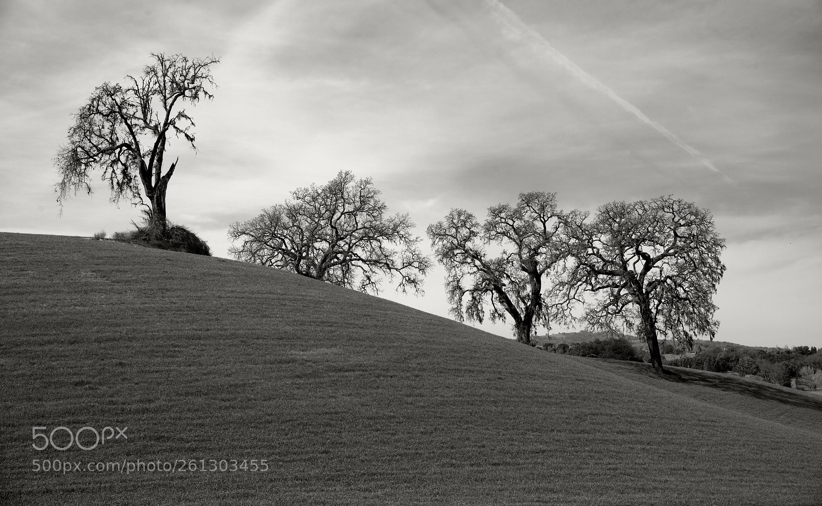 Nikon D810 sample photo. Ascending tree line photography