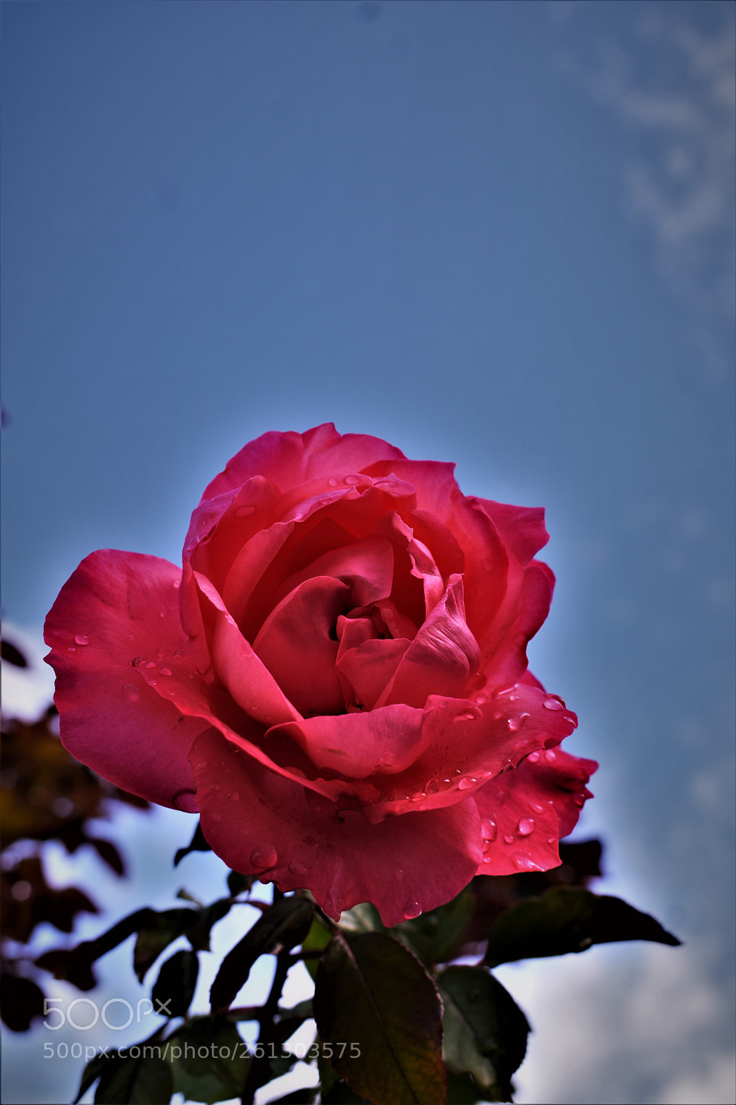 Nikon D5300 sample photo. Rosa, meu jardim photography