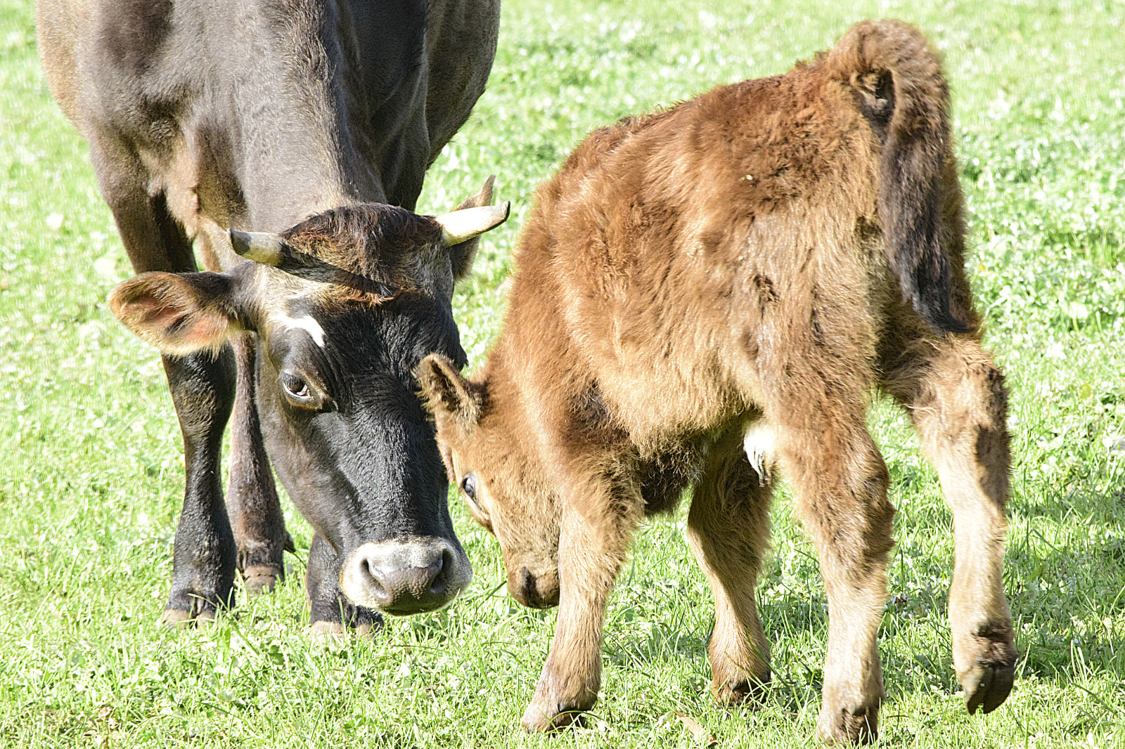 Nikon D5300 sample photo. Cow and calf photography