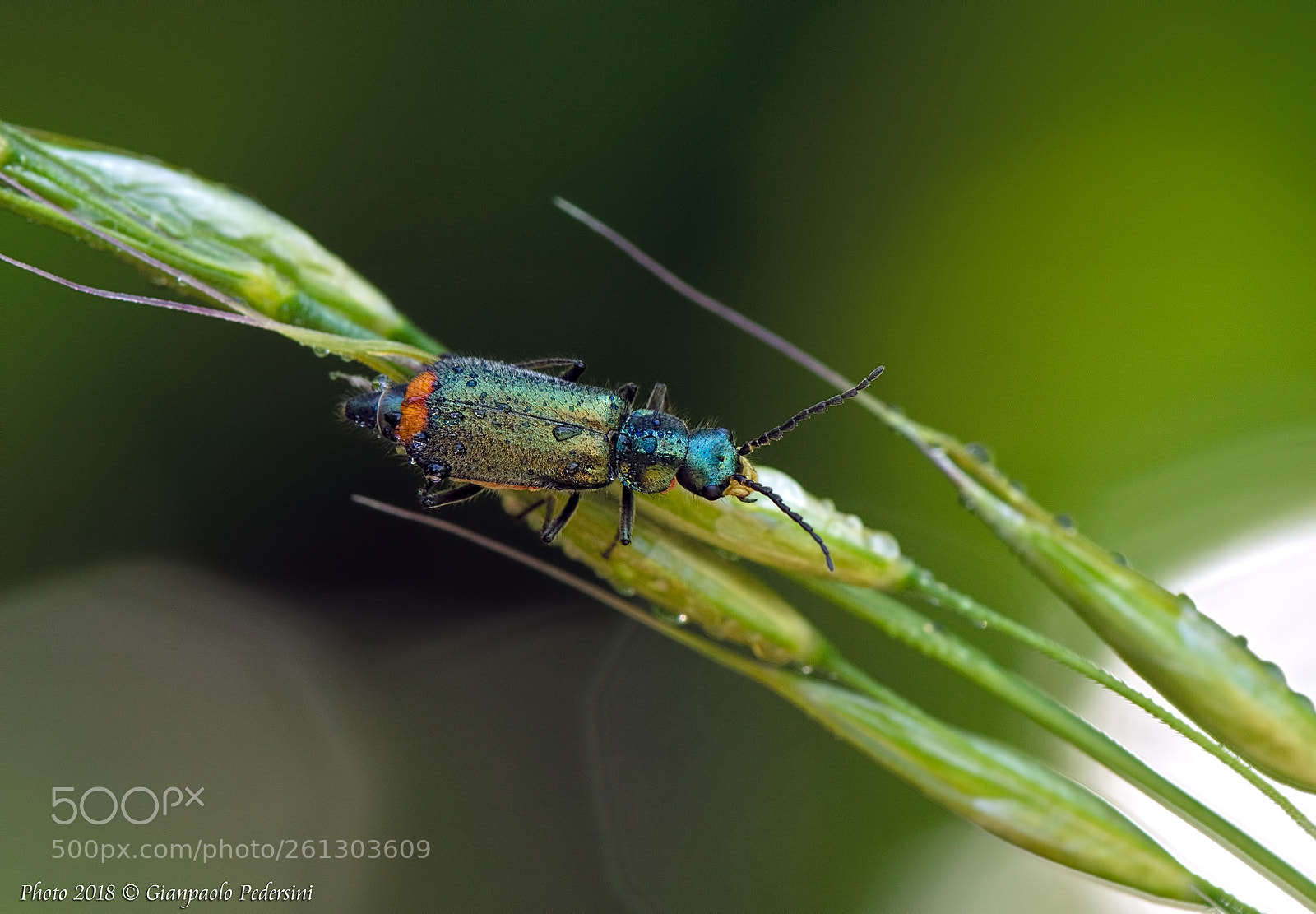 Canon EOS 7D Mark II sample photo. Tiepide luci (warm lights) photography