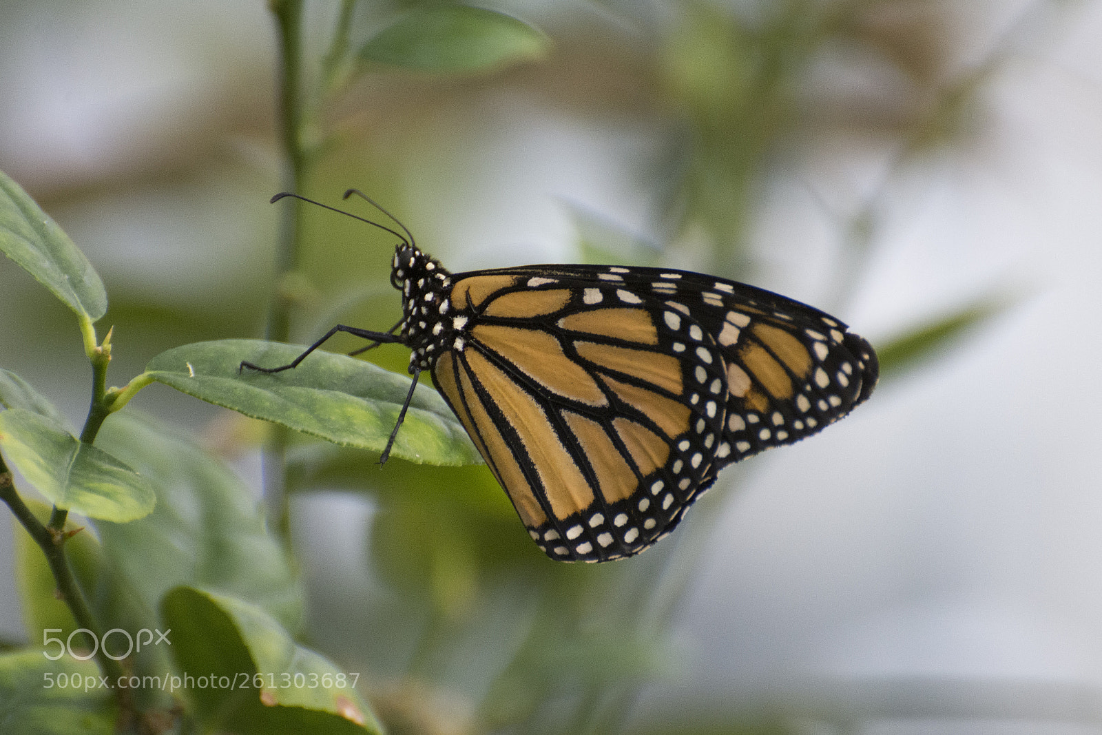Nikon D7200 sample photo. Butterfly 2018-43 photography
