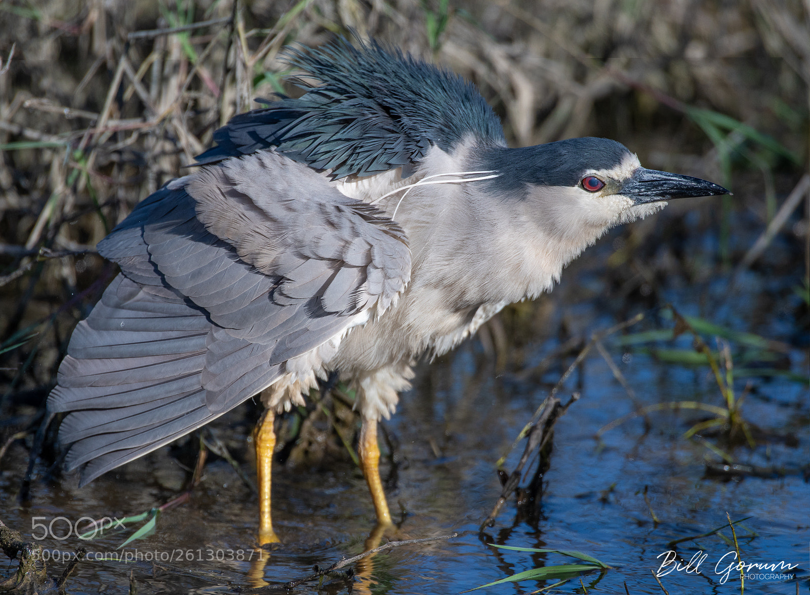 Nikon D500 sample photo. Black-crowned night heron photography